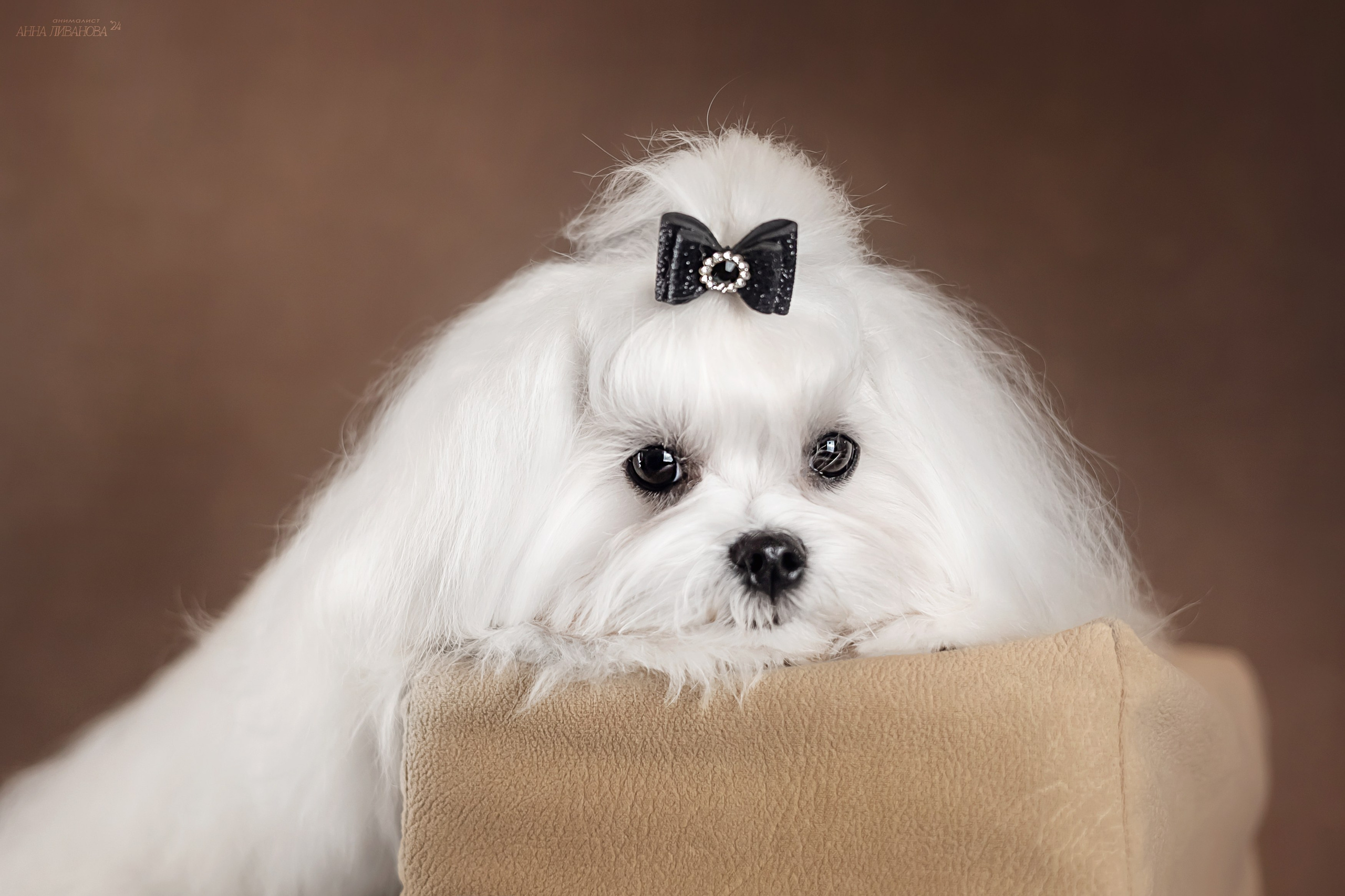 Мальтезе. Фотограф анималист Аня Ливанова | Рыбинск