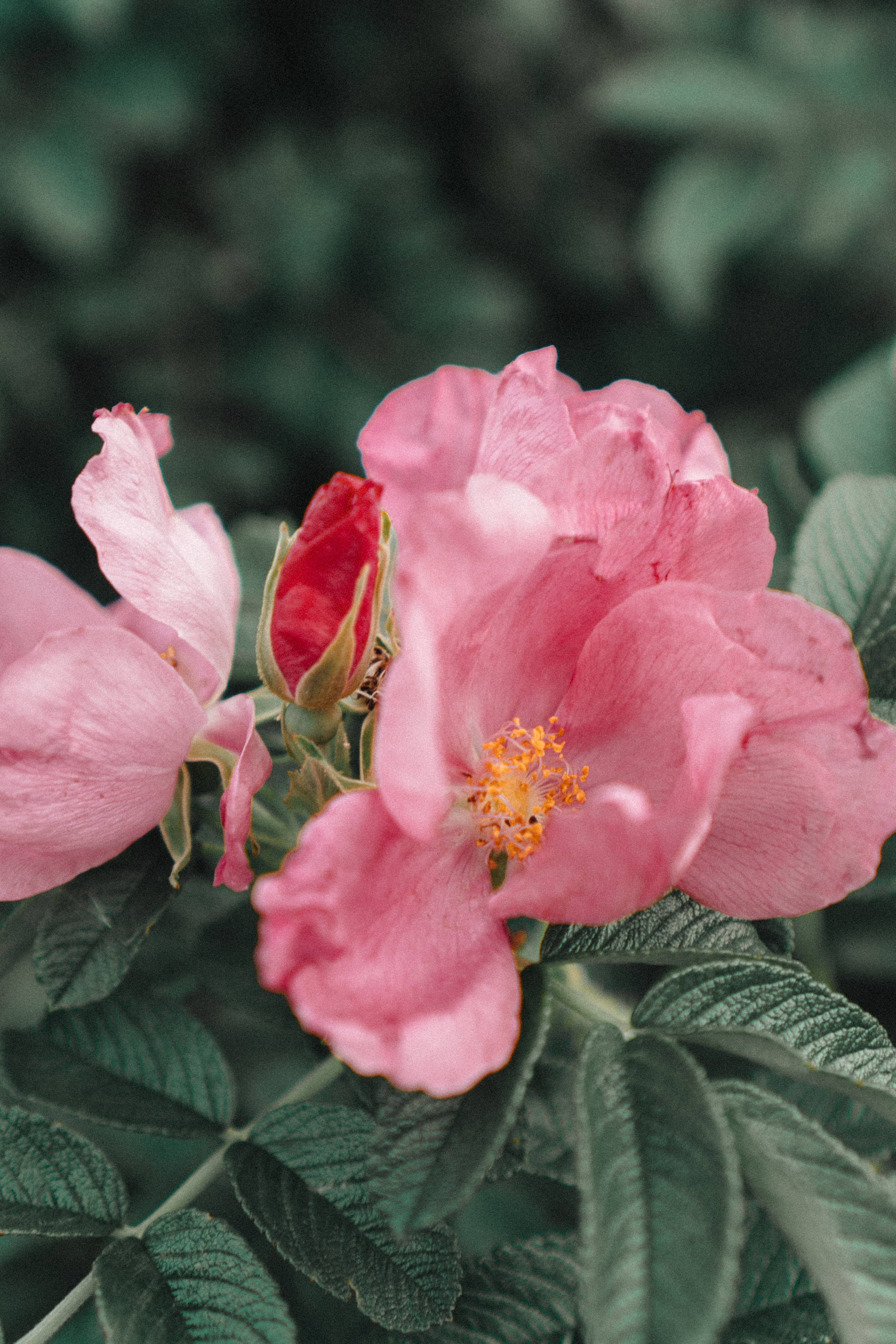 МАМА И ДОЧКА НА ФИНСКОМ ЗАЛИВЕ. Профессиональный фотограф, Санкт-Петербург — Виктория Богомолова