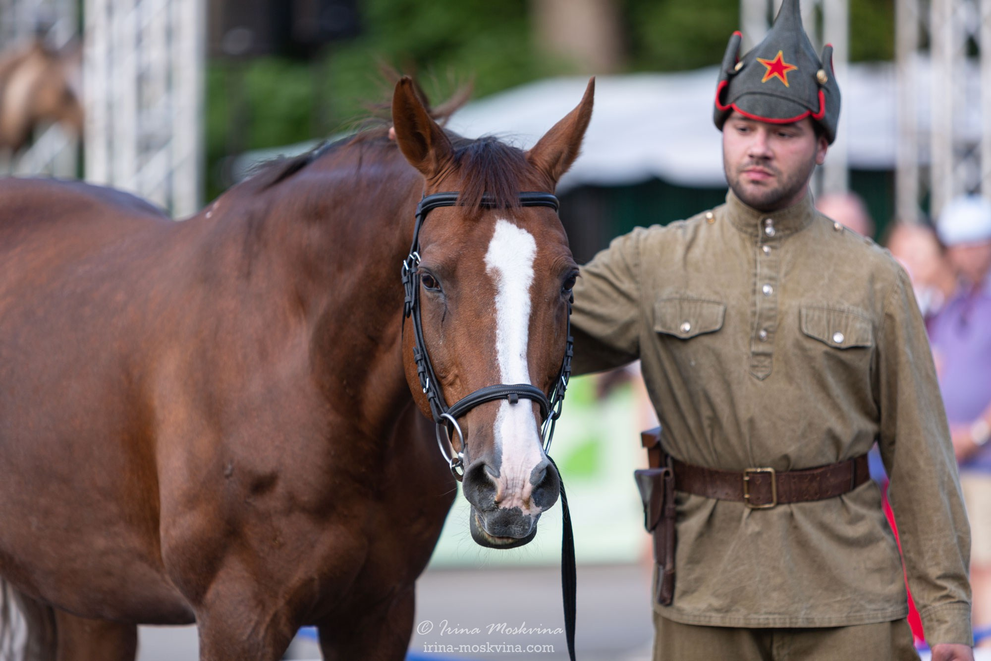 Будённовская порода