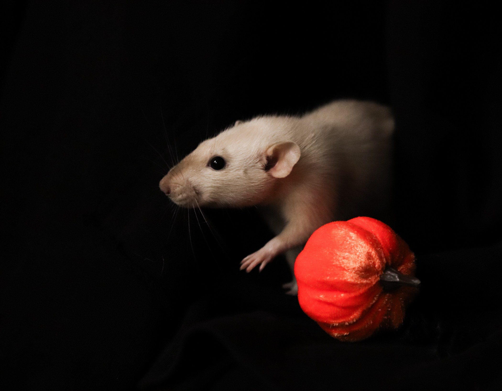 Грызуны. Фотограф-анималист Полина Колкова | Москва