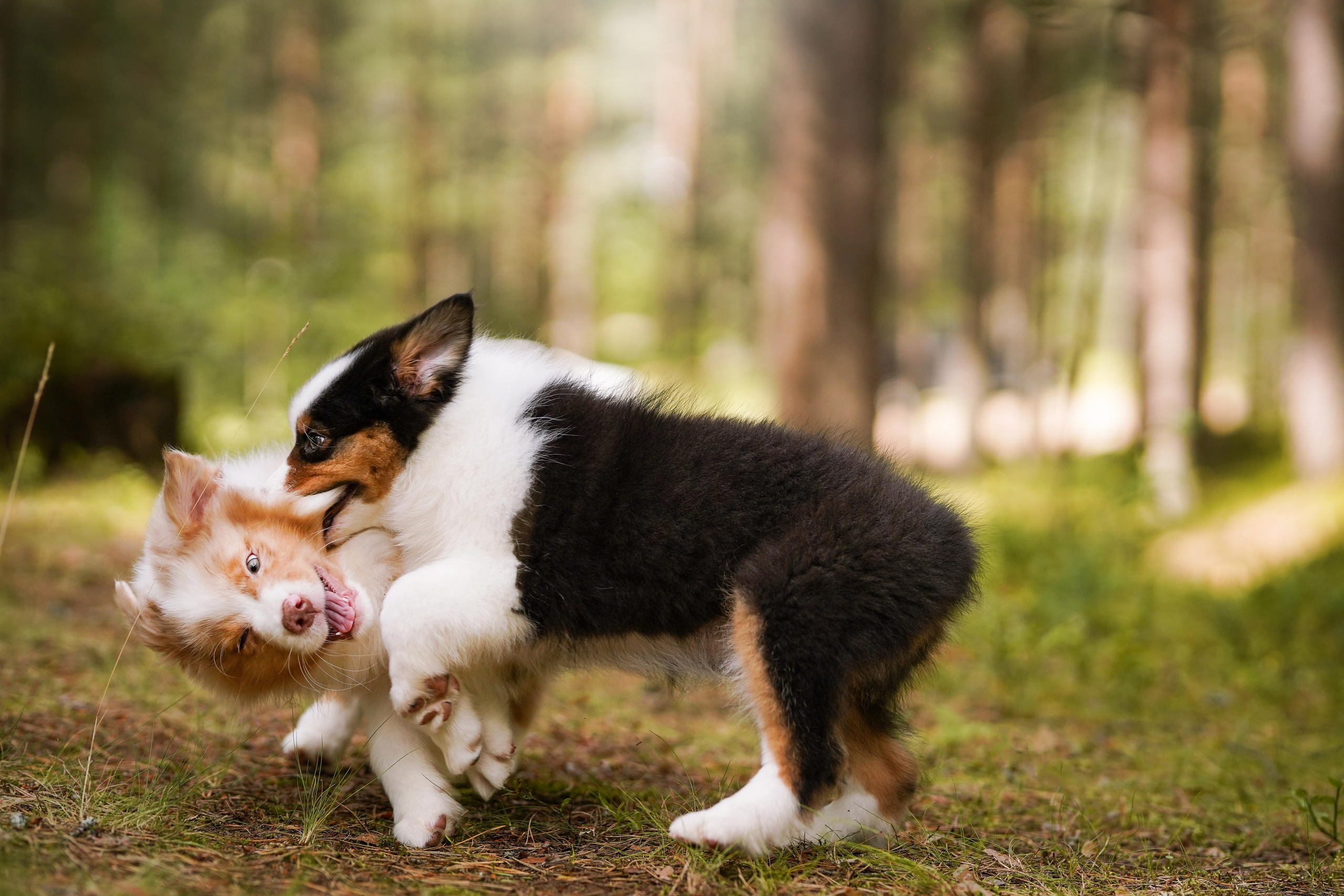 Щены аусси. Фотограф-анималист в Санкт-Петербурге Яна Мартынова