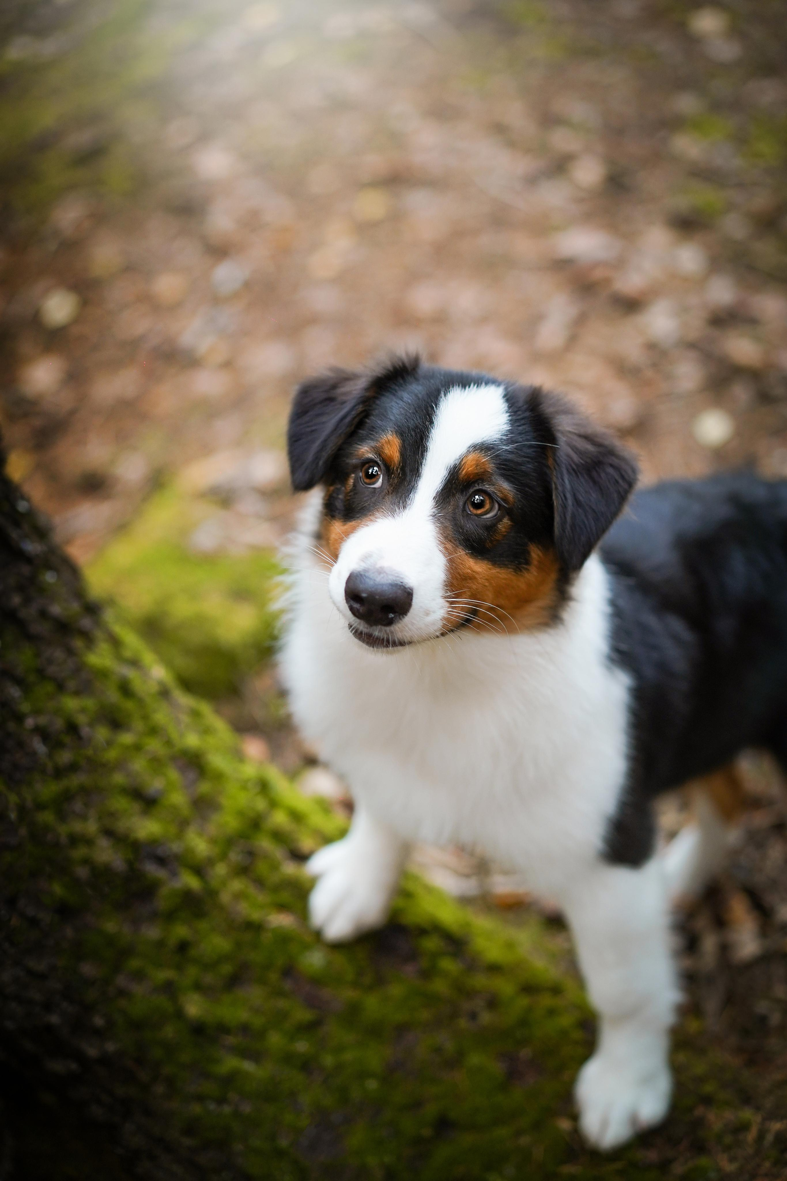 Кристина Рокки и Блэки. Фотограф-анималист в Санкт-Петербурге Яна Мартынова