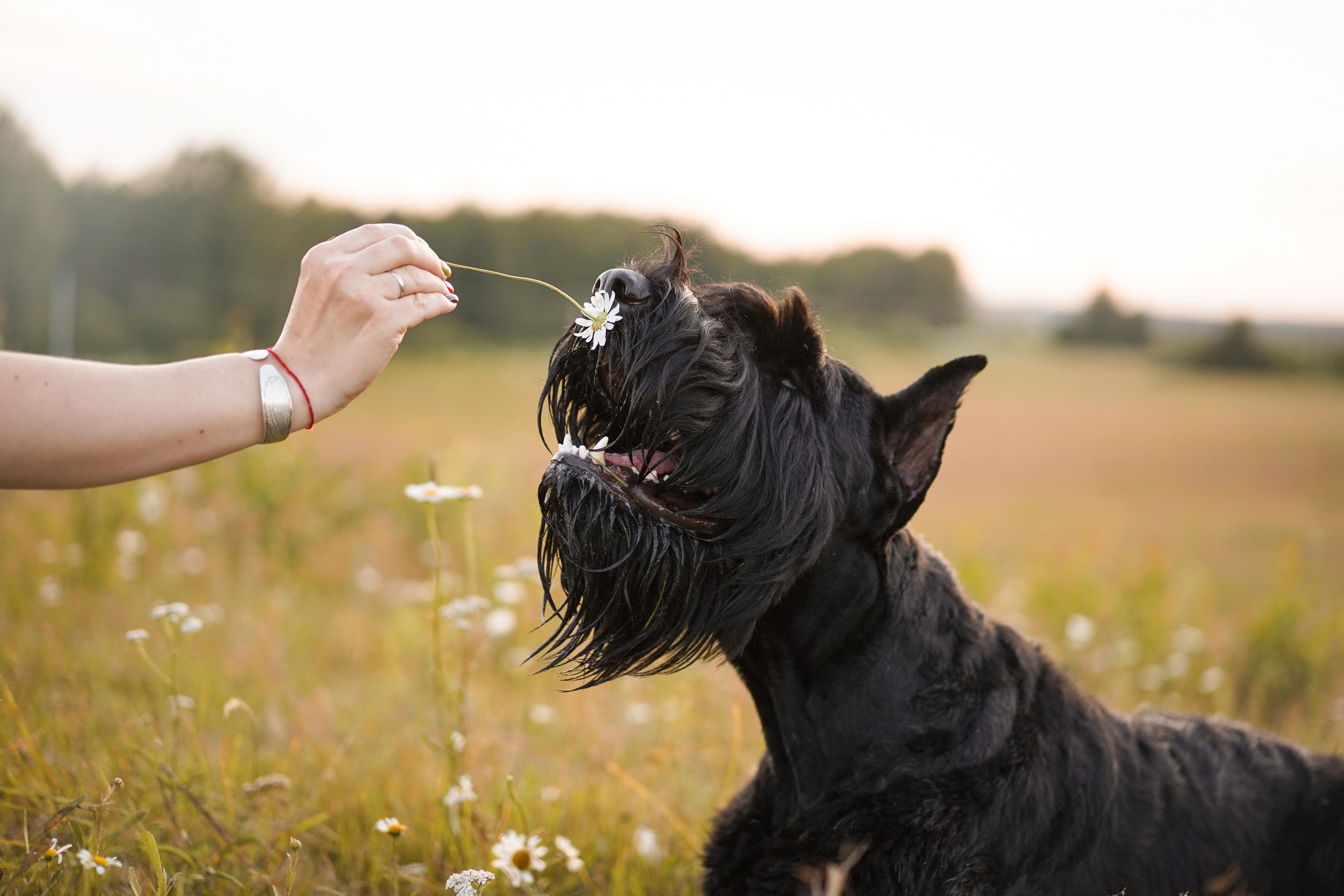 Оля Миша и песели. Фотограф-анималист в Санкт-Петербурге Яна Мартынова
