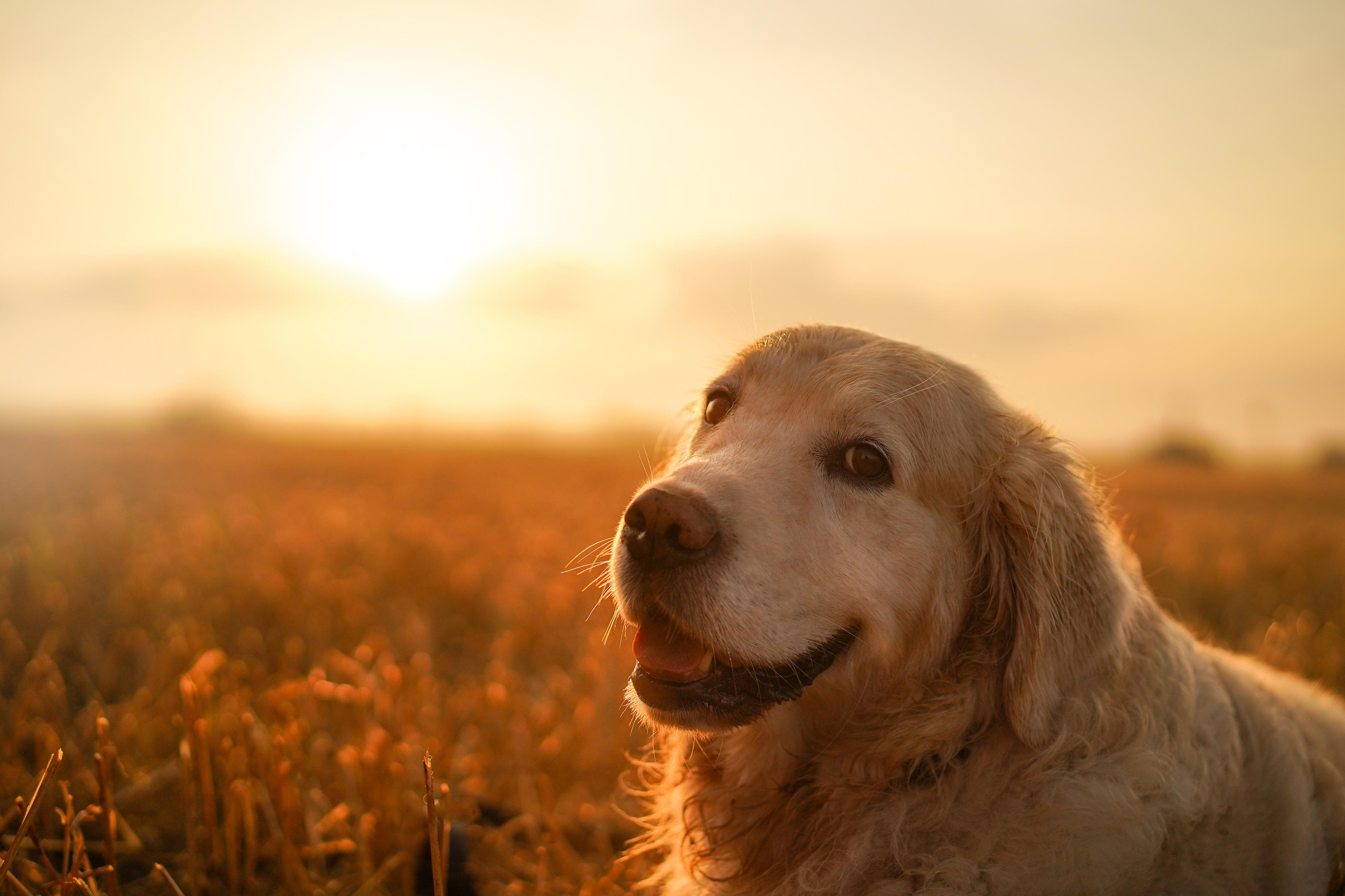 Настя и Арчи в полях. Фотограф-анималист в Санкт-Петербурге Яна Мартынова