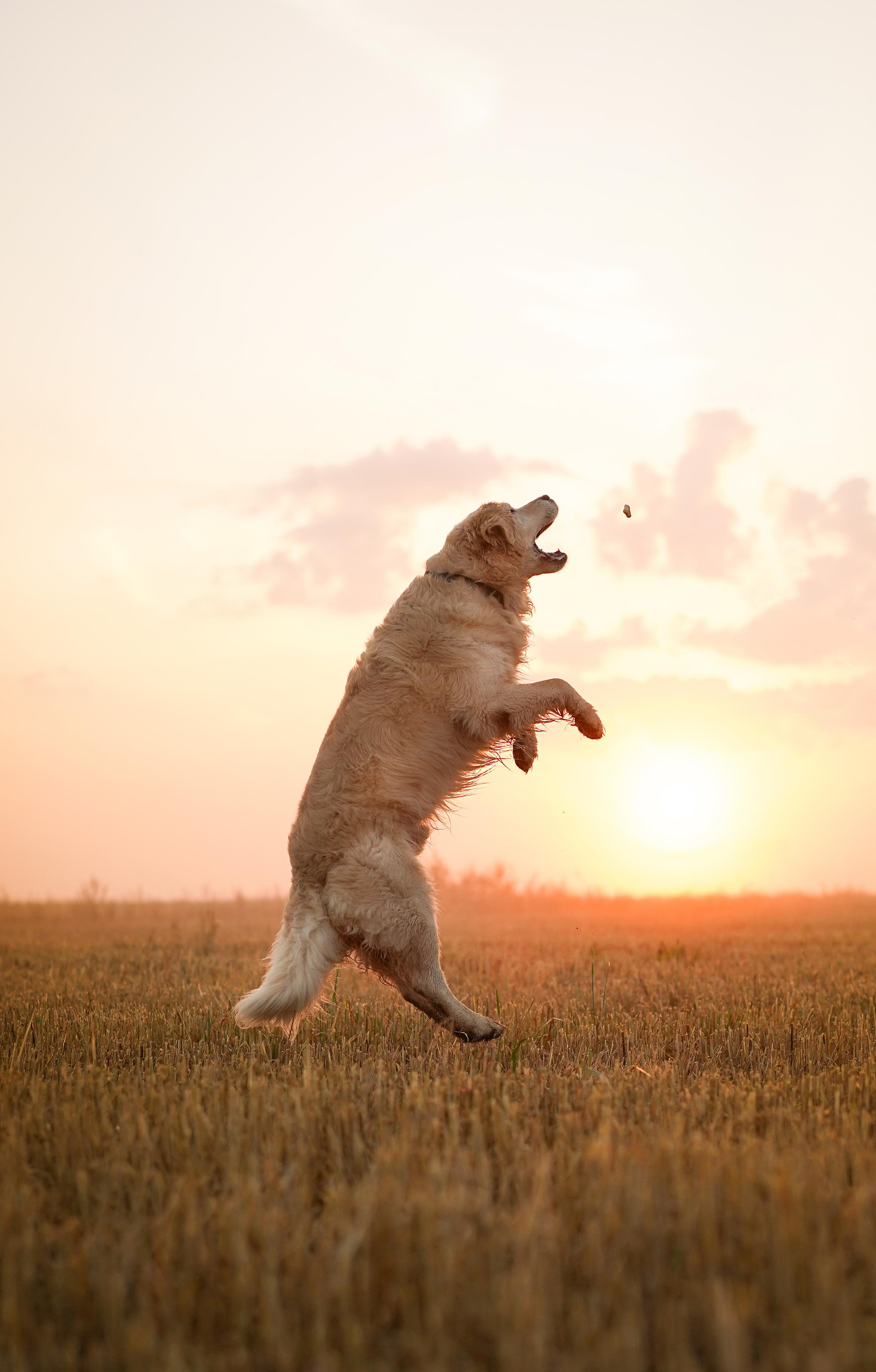 Настя и Арчи в полях. Фотограф-анималист в Санкт-Петербурге Яна Мартынова