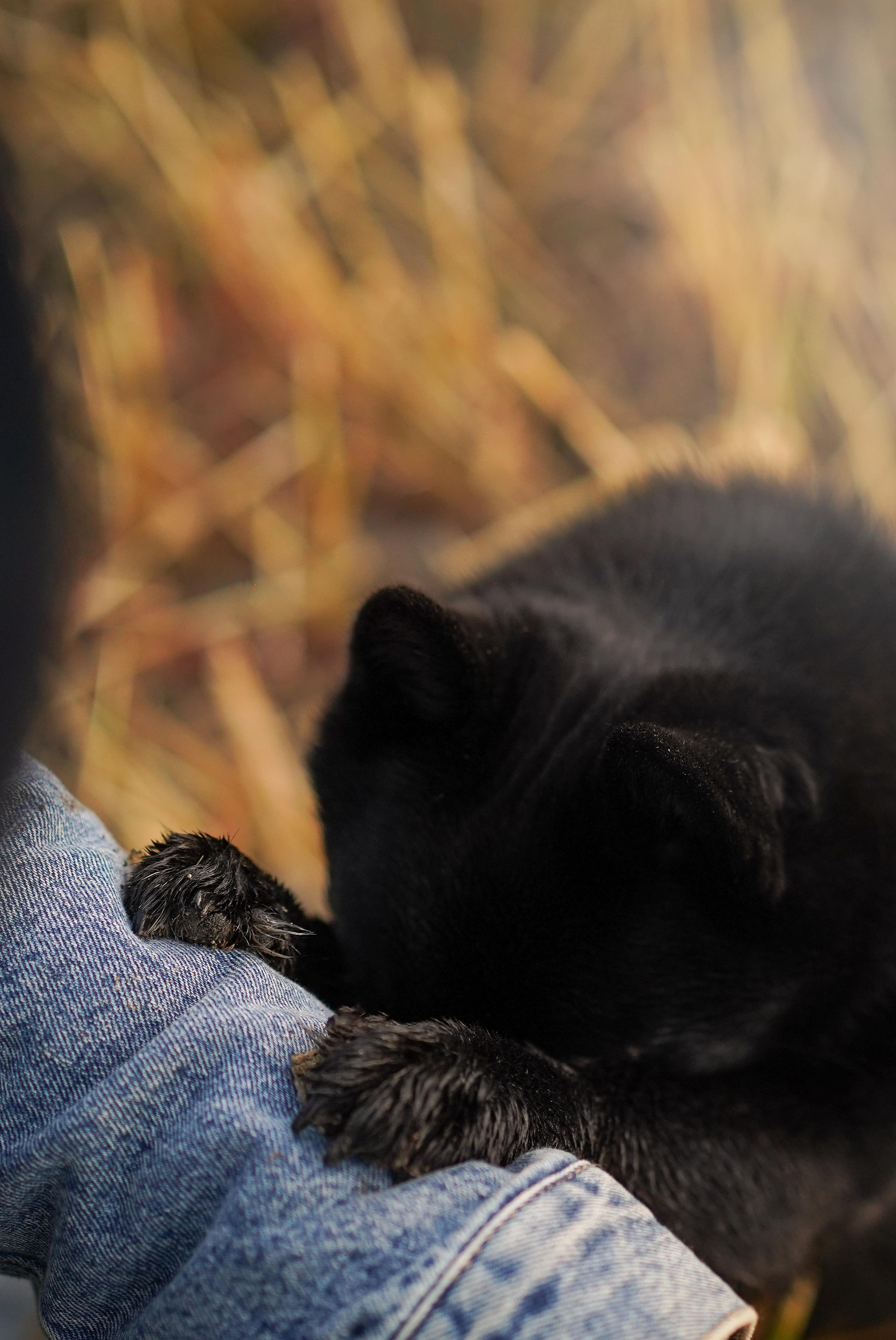 Аня и Арчи. Фотограф-анималист в Санкт-Петербурге Яна Мартынова