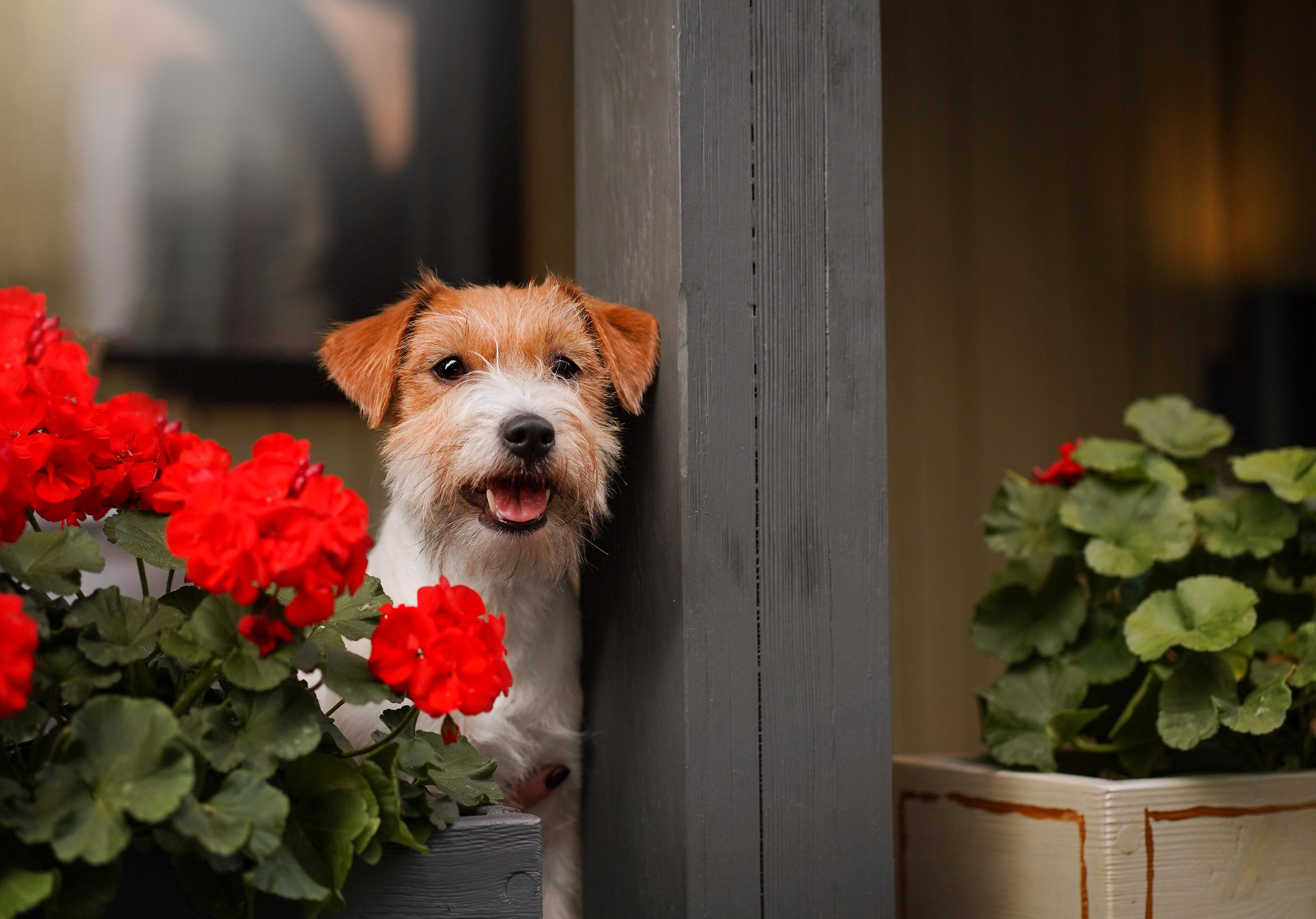 Андрей Ильгиза и Гая. Фотограф-анималист в Санкт-Петербурге Яна Мартынова