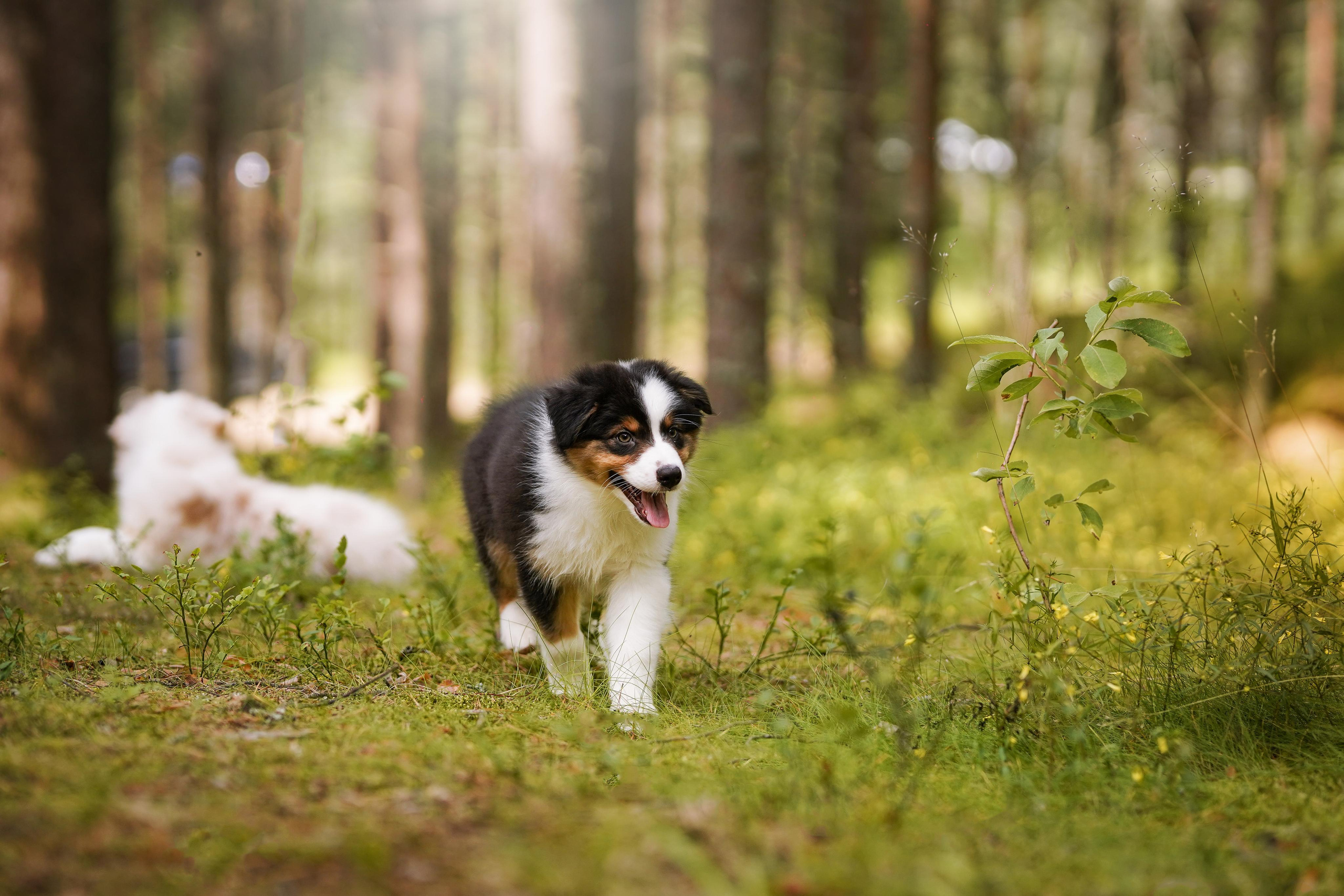 Щены аусси. Фотограф-анималист в Санкт-Петербурге Яна Мартынова