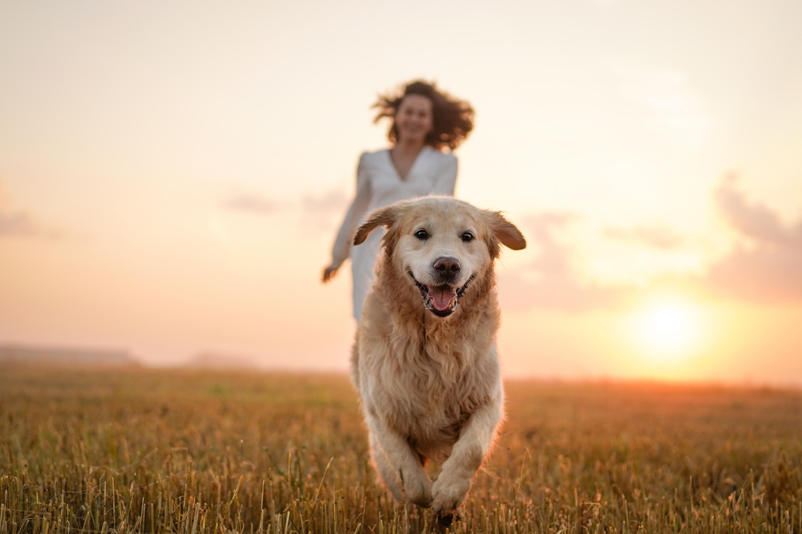 Настя и Арчи в полях. Фотограф-анималист в Санкт-Петербурге Яна Мартынова