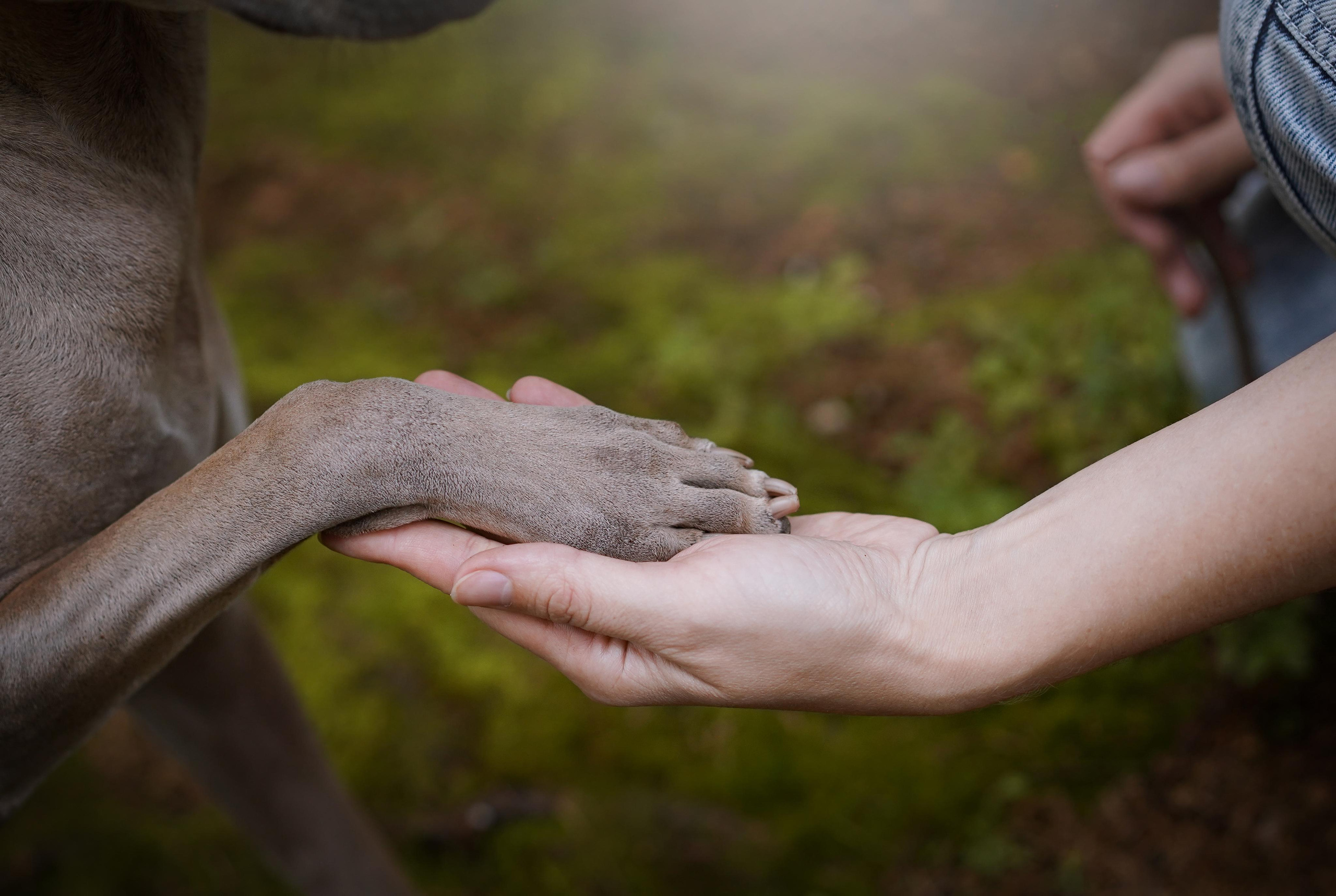 Юля Дима Грей и Тоффи. Фотограф-анималист в Санкт-Петербурге Яна Мартынова