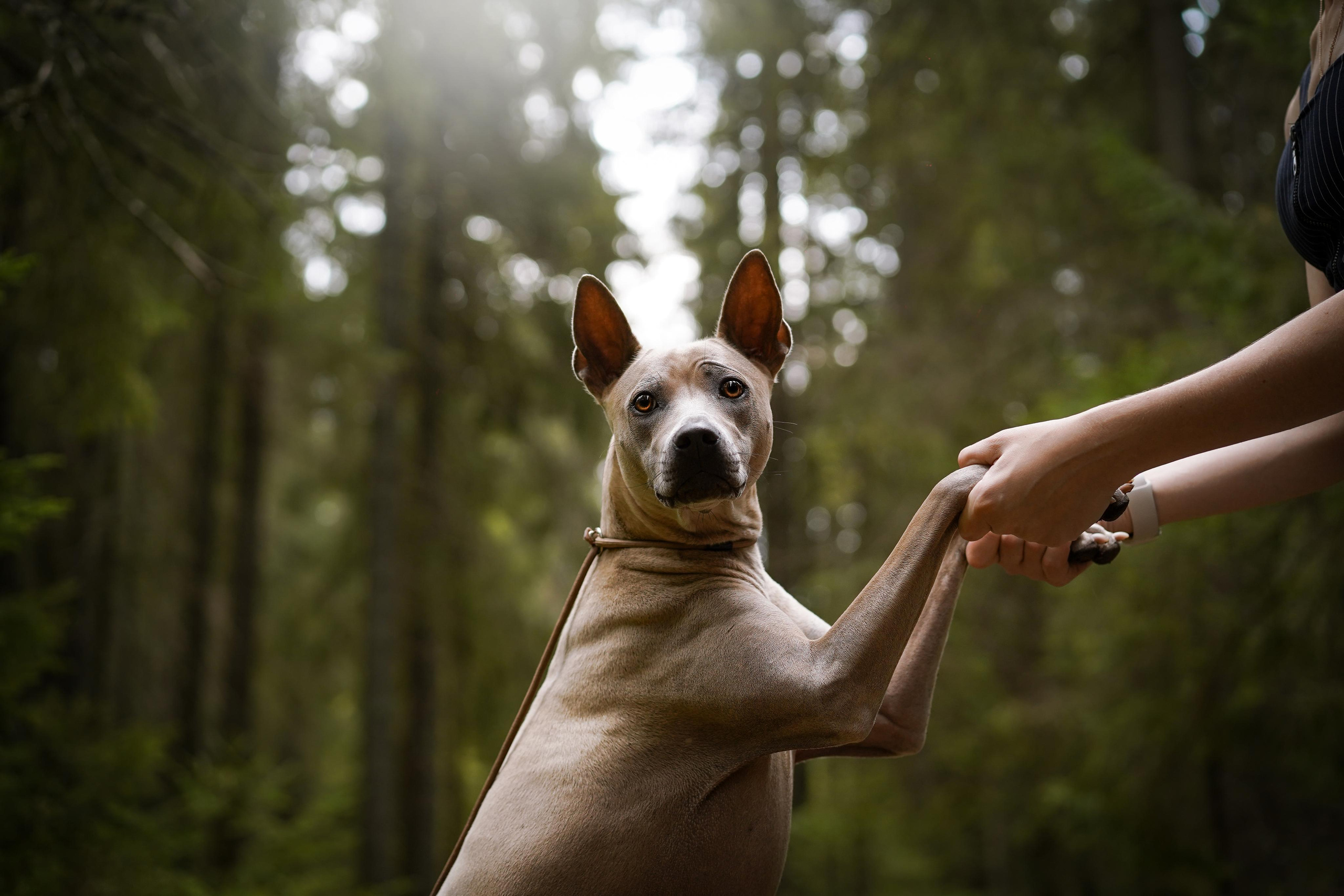 Юля Дима Грей и Тоффи. Фотограф-анималист в Санкт-Петербурге Яна Мартынова