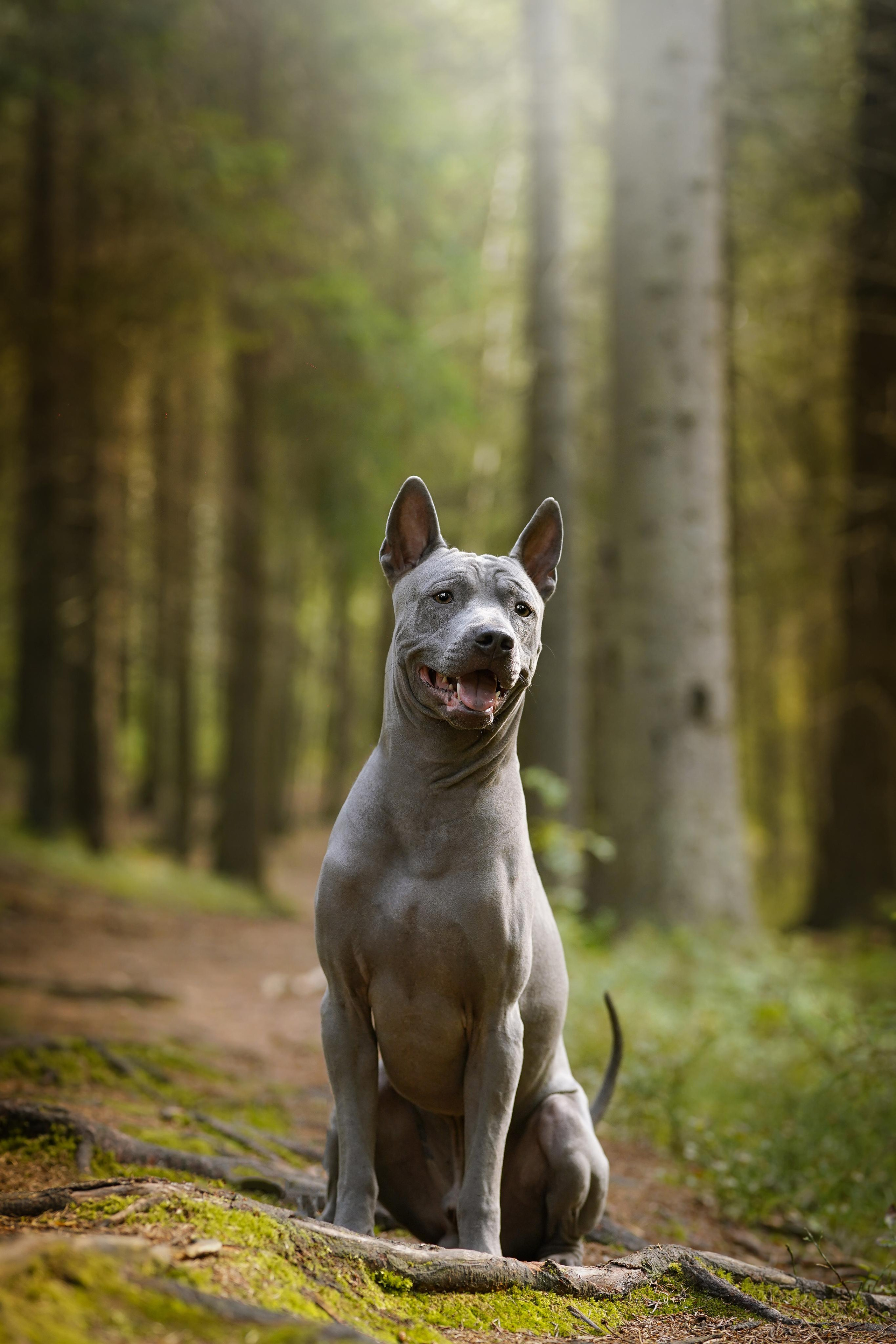 Юля Дима Грей и Тоффи. Фотограф-анималист в Санкт-Петербурге Яна Мартынова