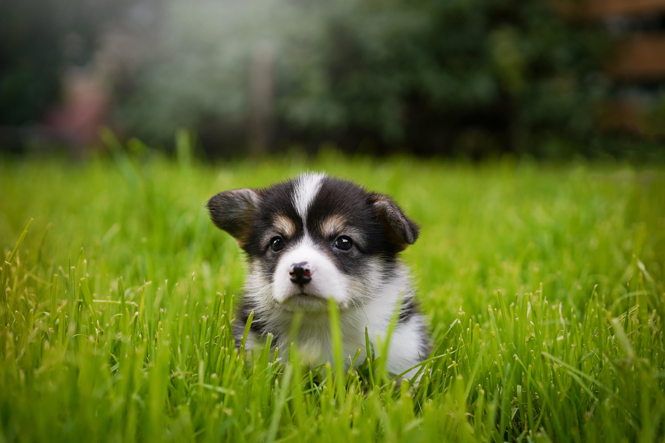 Щенки вельш-корги пемброк. Фотограф-анималист в Санкт-Петербурге Яна Мартынова