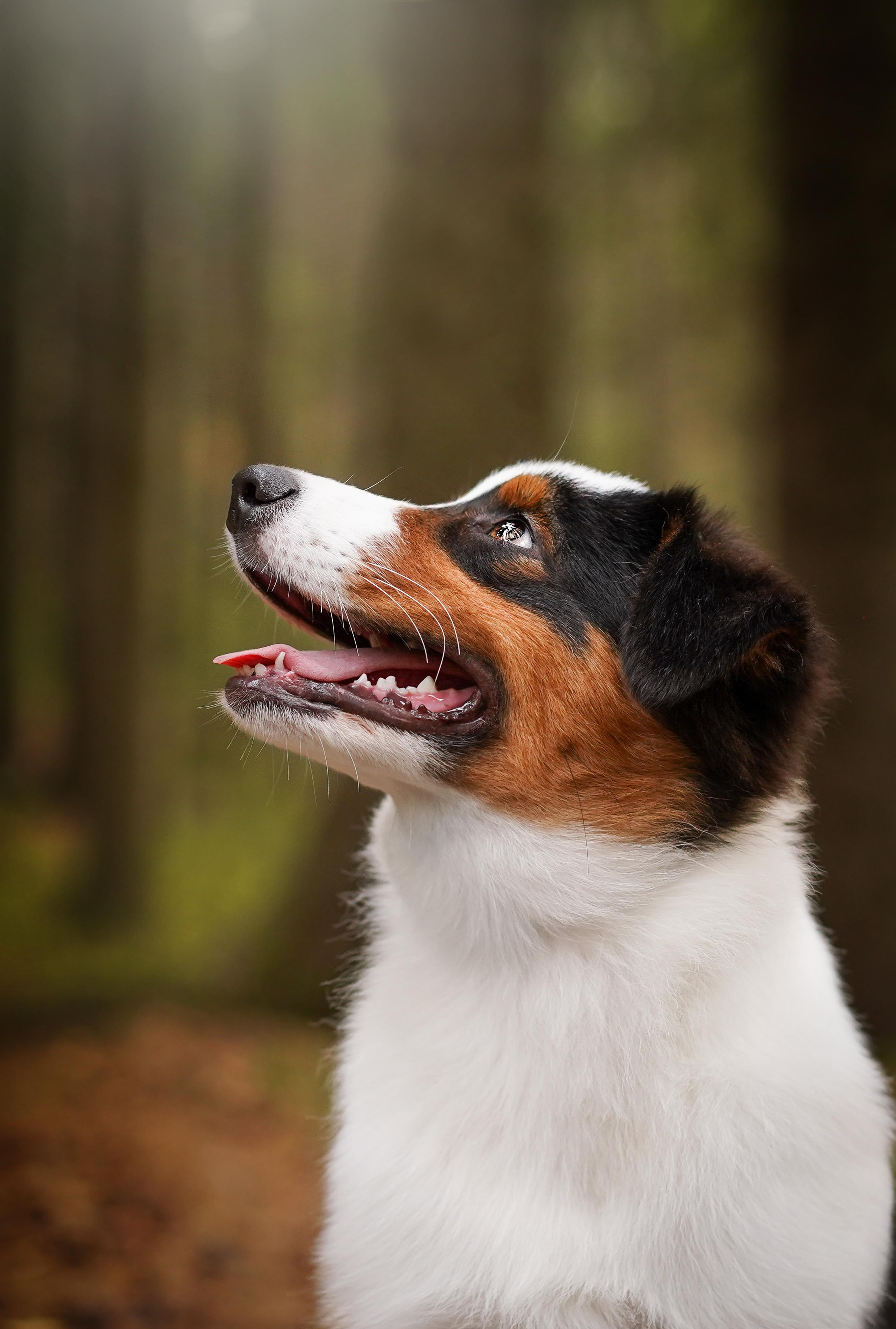 Кристина Рокки и Блэки. Фотограф-анималист в Санкт-Петербурге Яна Мартынова