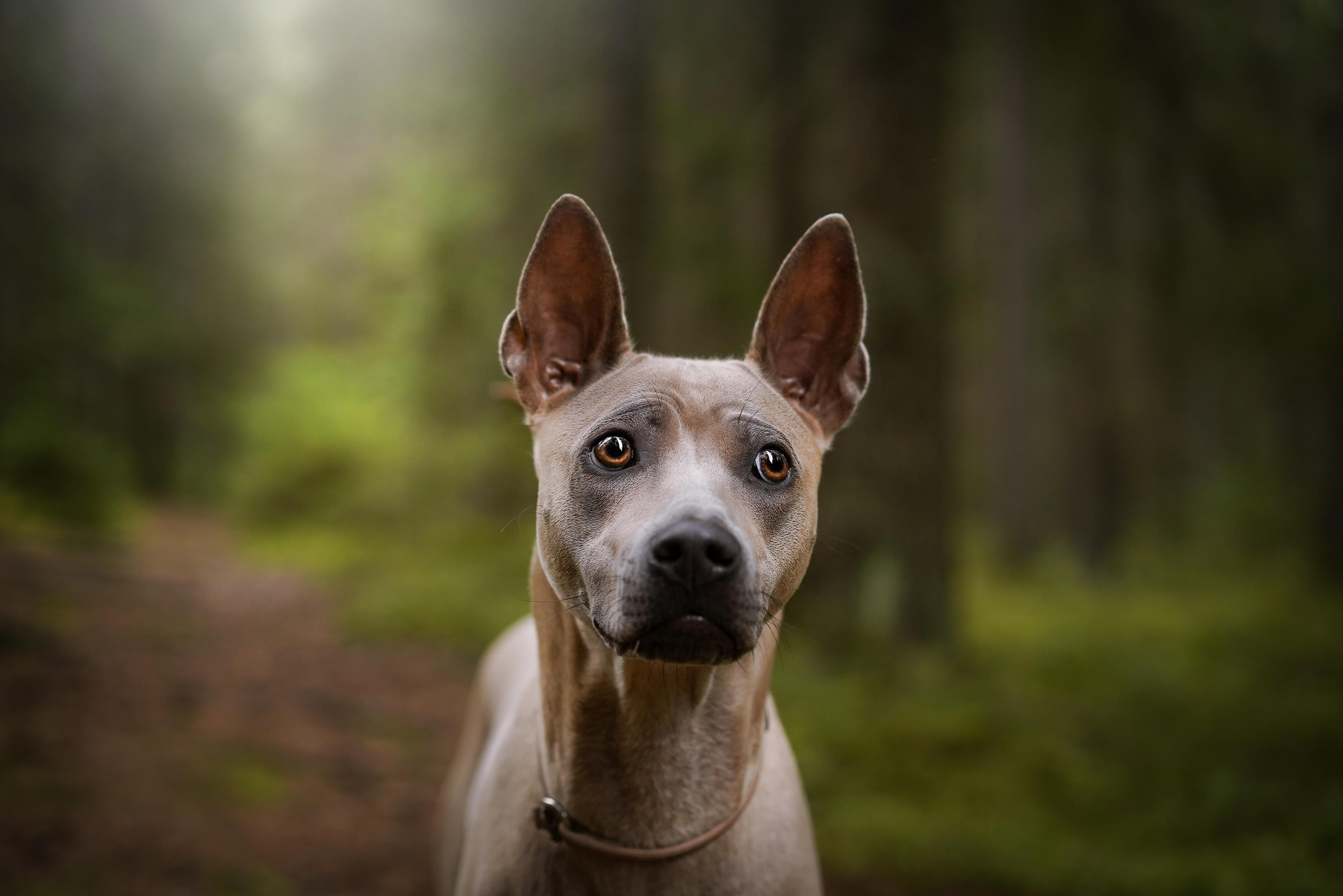 Юля Дима Грей и Тоффи. Фотограф-анималист в Санкт-Петербурге Яна Мартынова