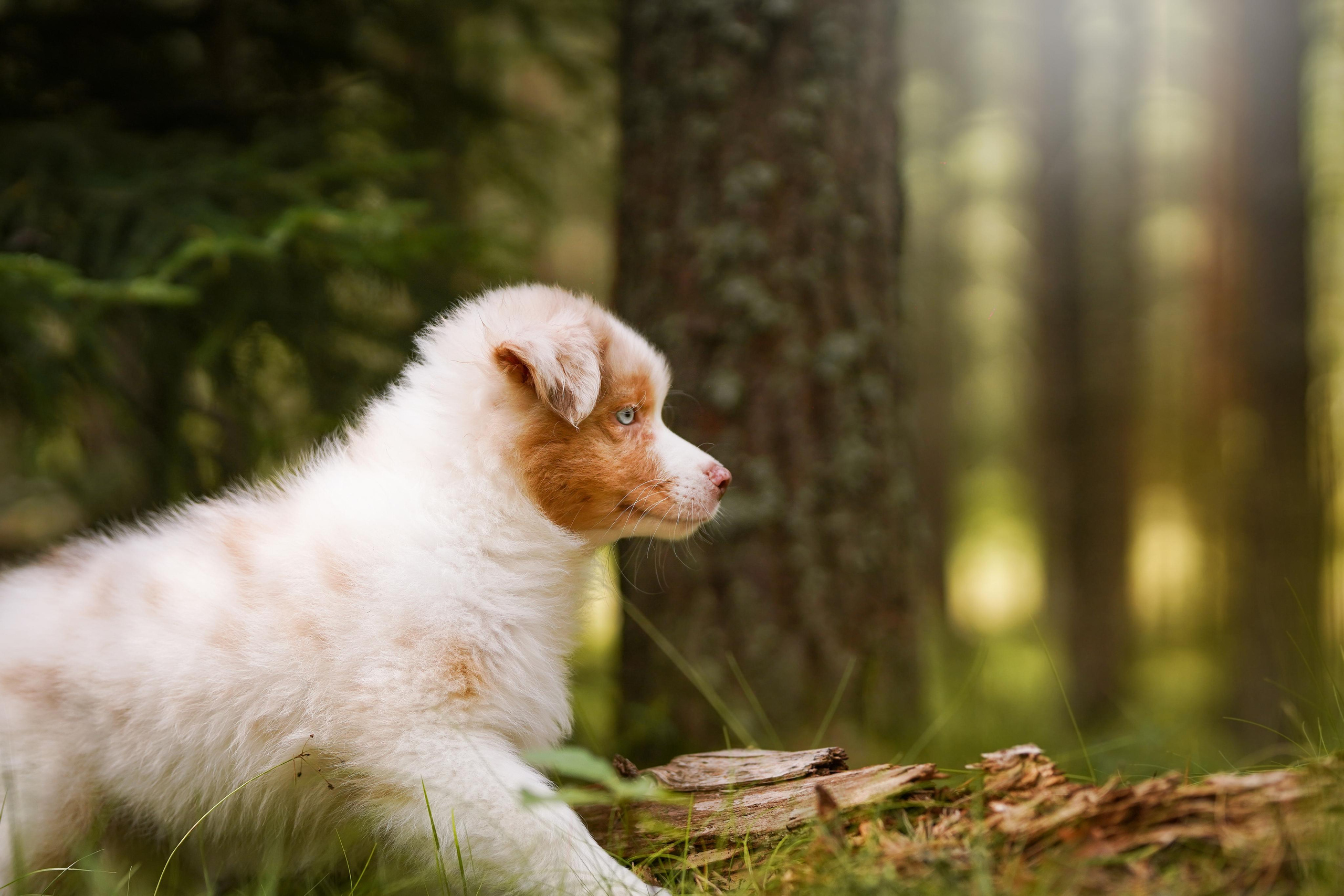Щены аусси. Фотограф-анималист в Санкт-Петербурге Яна Мартынова