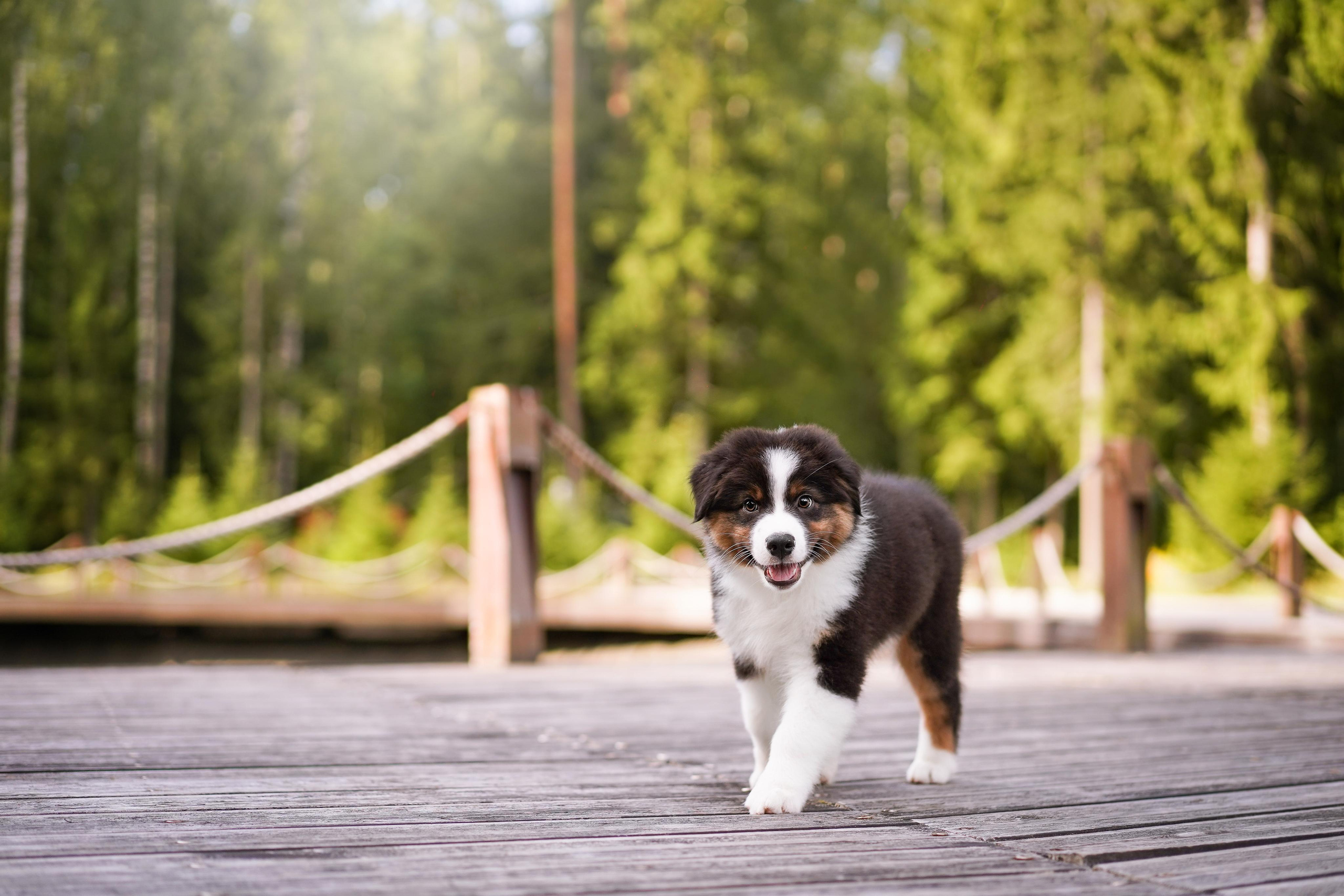 Щены аусси. Фотограф-анималист в Санкт-Петербурге Яна Мартынова