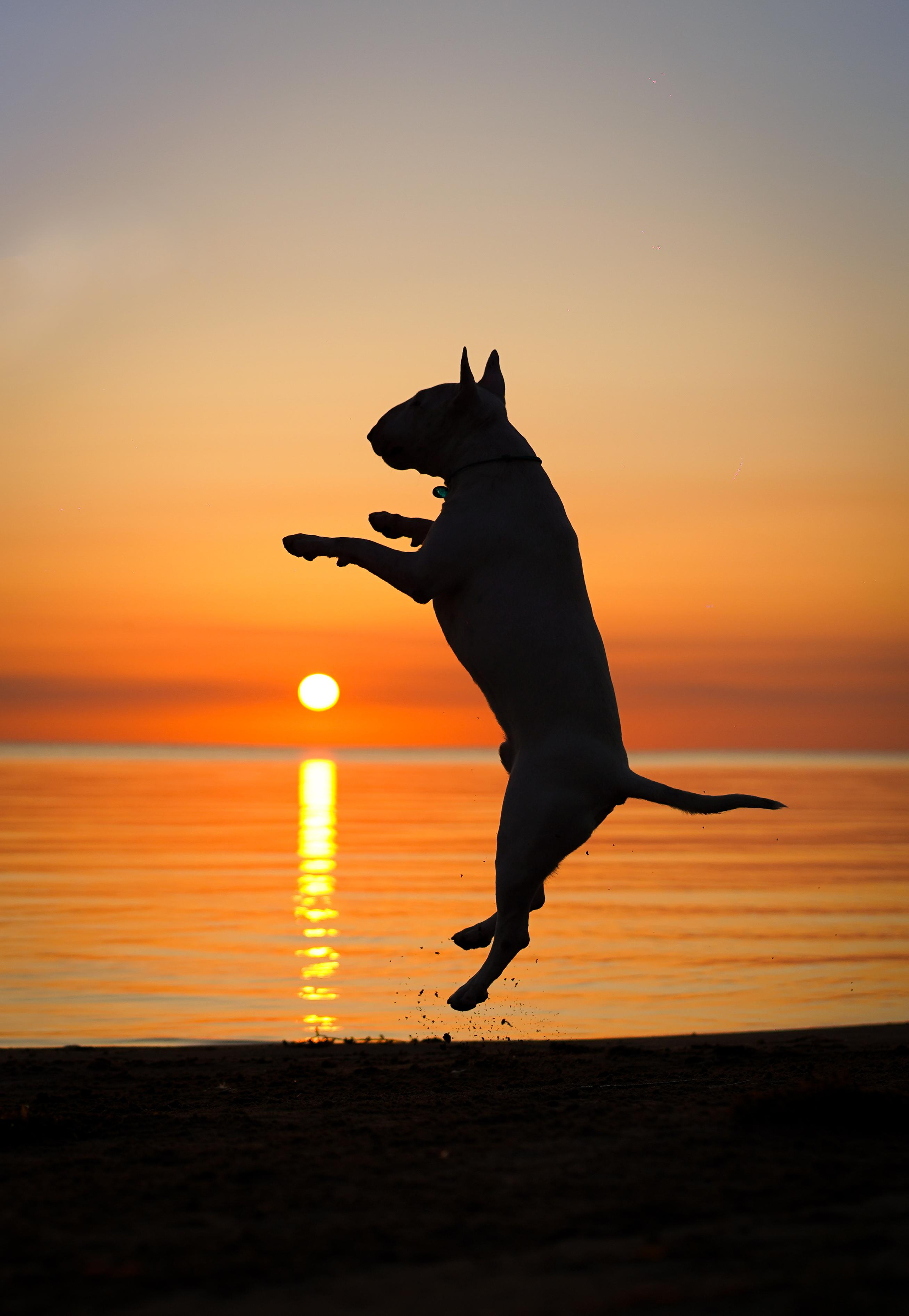 Настя Рома и Сахар. Фотограф-анималист в Санкт-Петербурге Яна Мартынова