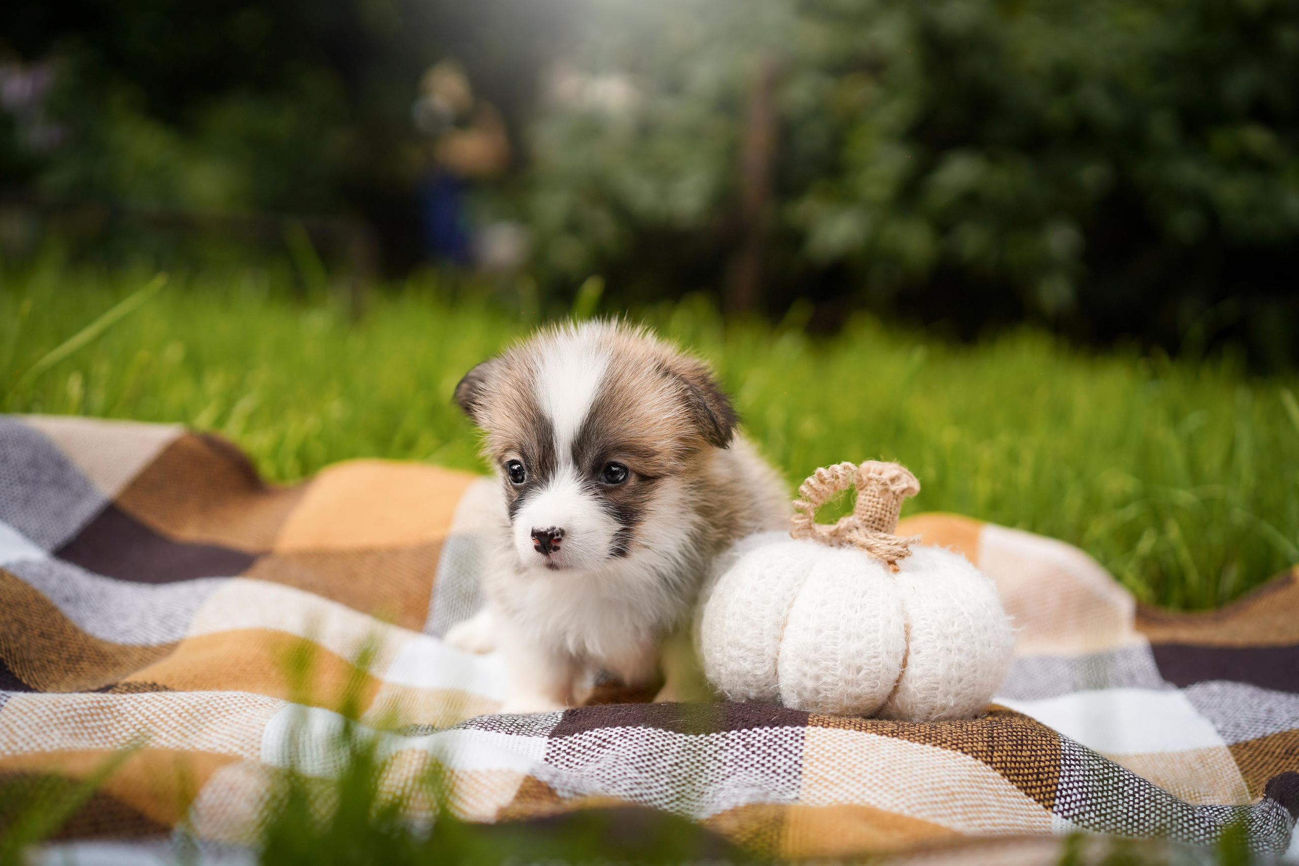Щенки вельш-корги пемброк. Фотограф-анималист в Санкт-Петербурге Яна Мартынова