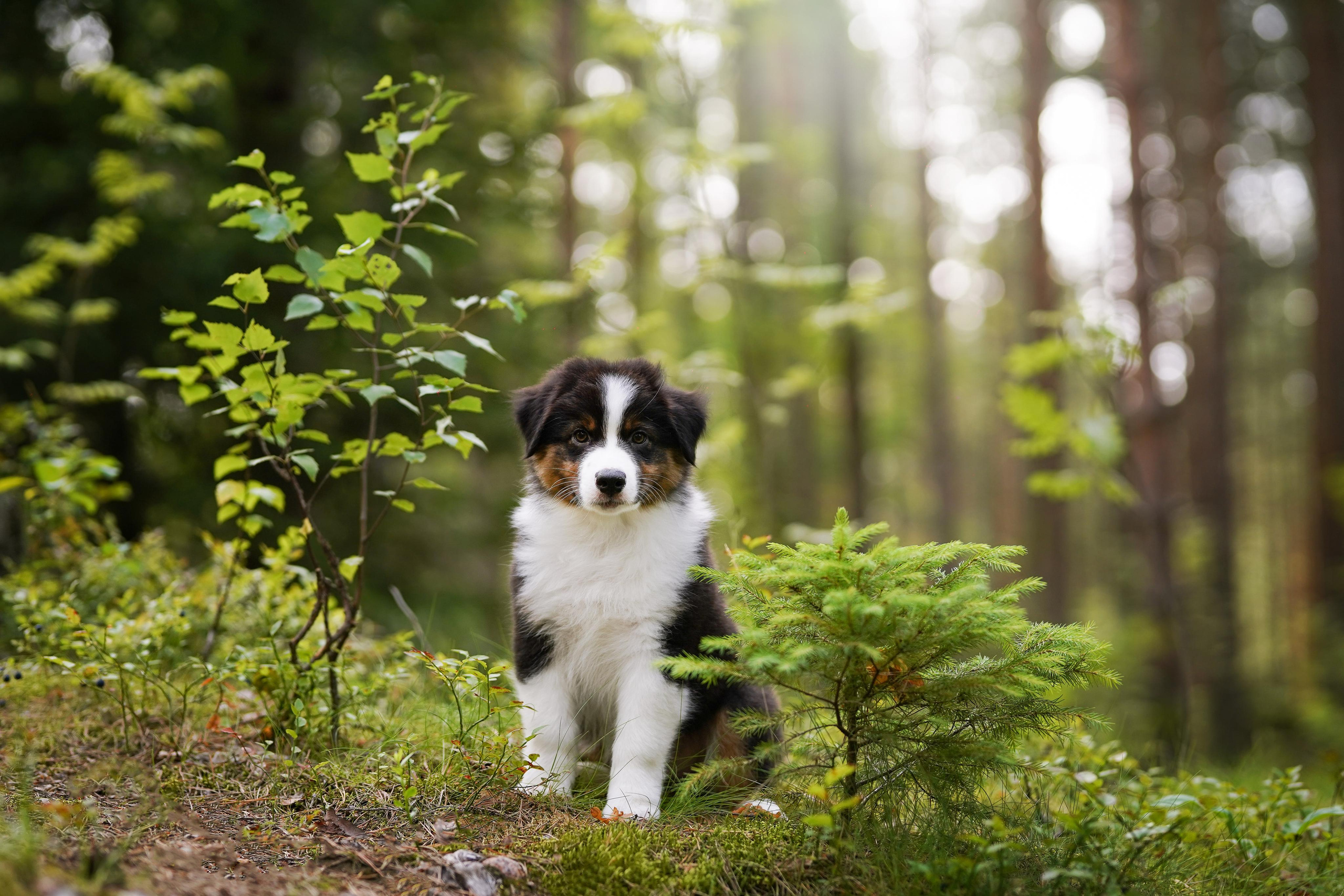 Щены аусси. Фотограф-анималист в Санкт-Петербурге Яна Мартынова