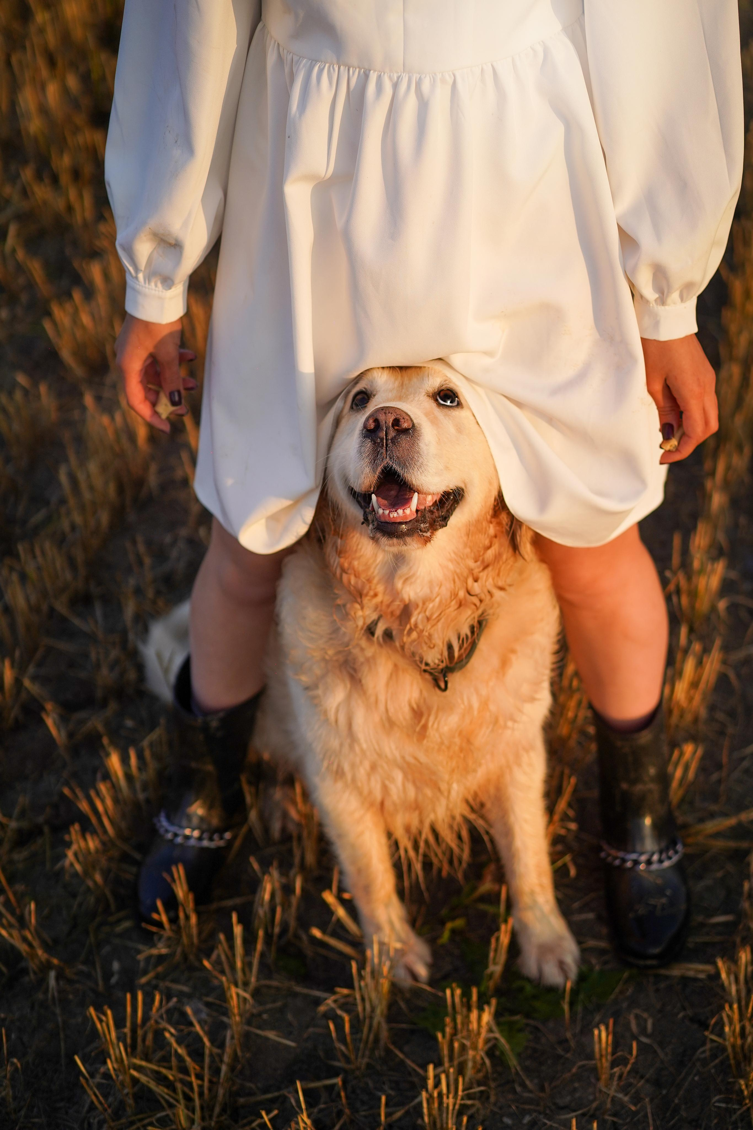 Настя и Арчи в полях. Фотограф-анималист в Санкт-Петербурге Яна Мартынова