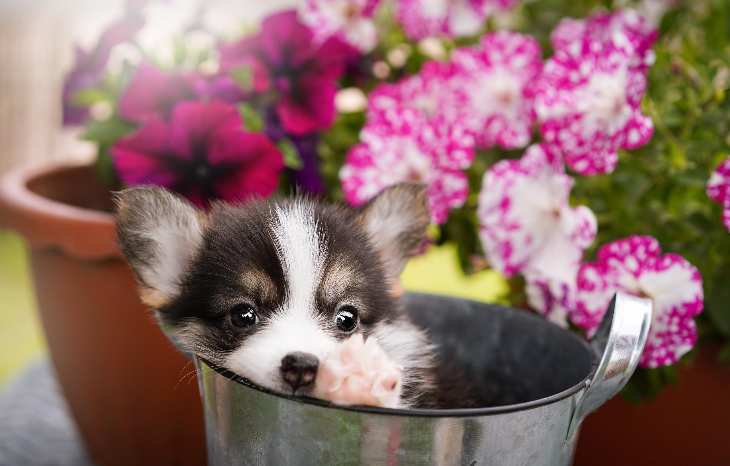 Щенки вельш-корги пемброк. Фотограф-анималист в Санкт-Петербурге Яна Мартынова