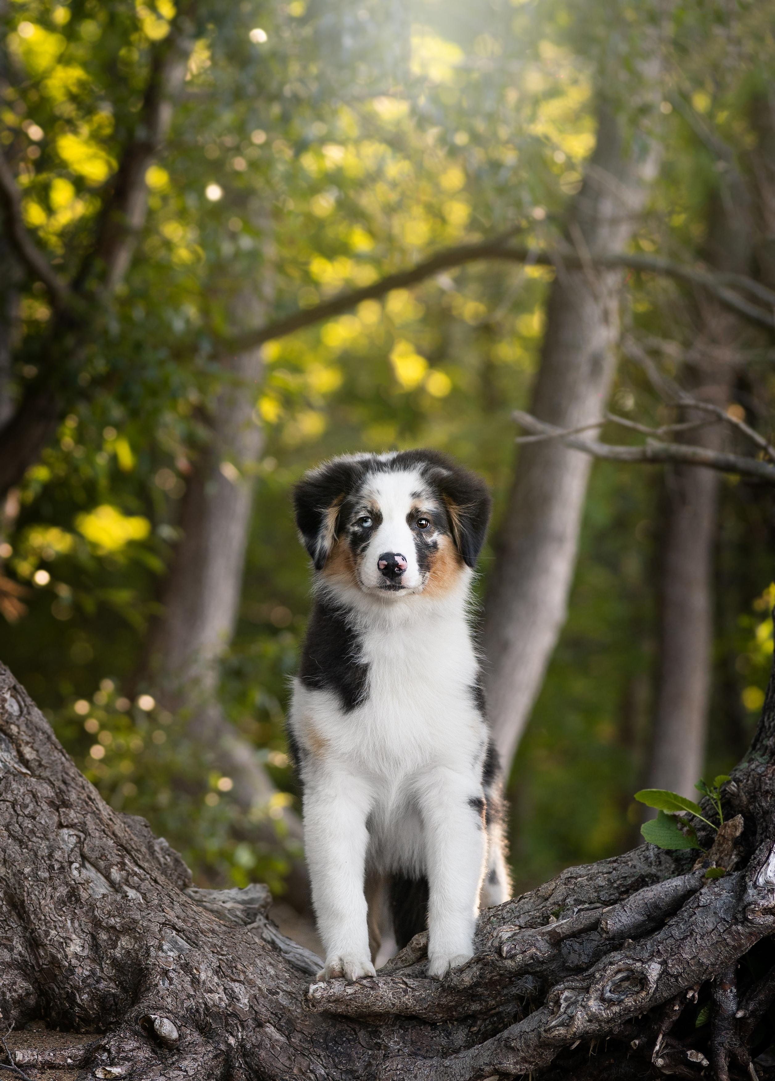 Экстерьерная съемка 2023. Фотограф-анималист в Санкт-Петербурге Яна Мартынова