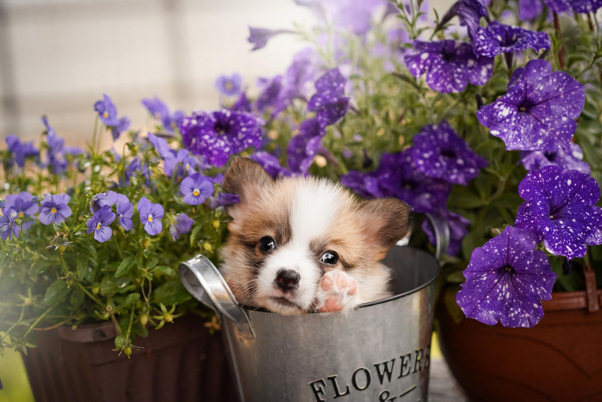 Щенки вельш-корги пемброк. Фотограф-анималист в Санкт-Петербурге Яна Мартынова