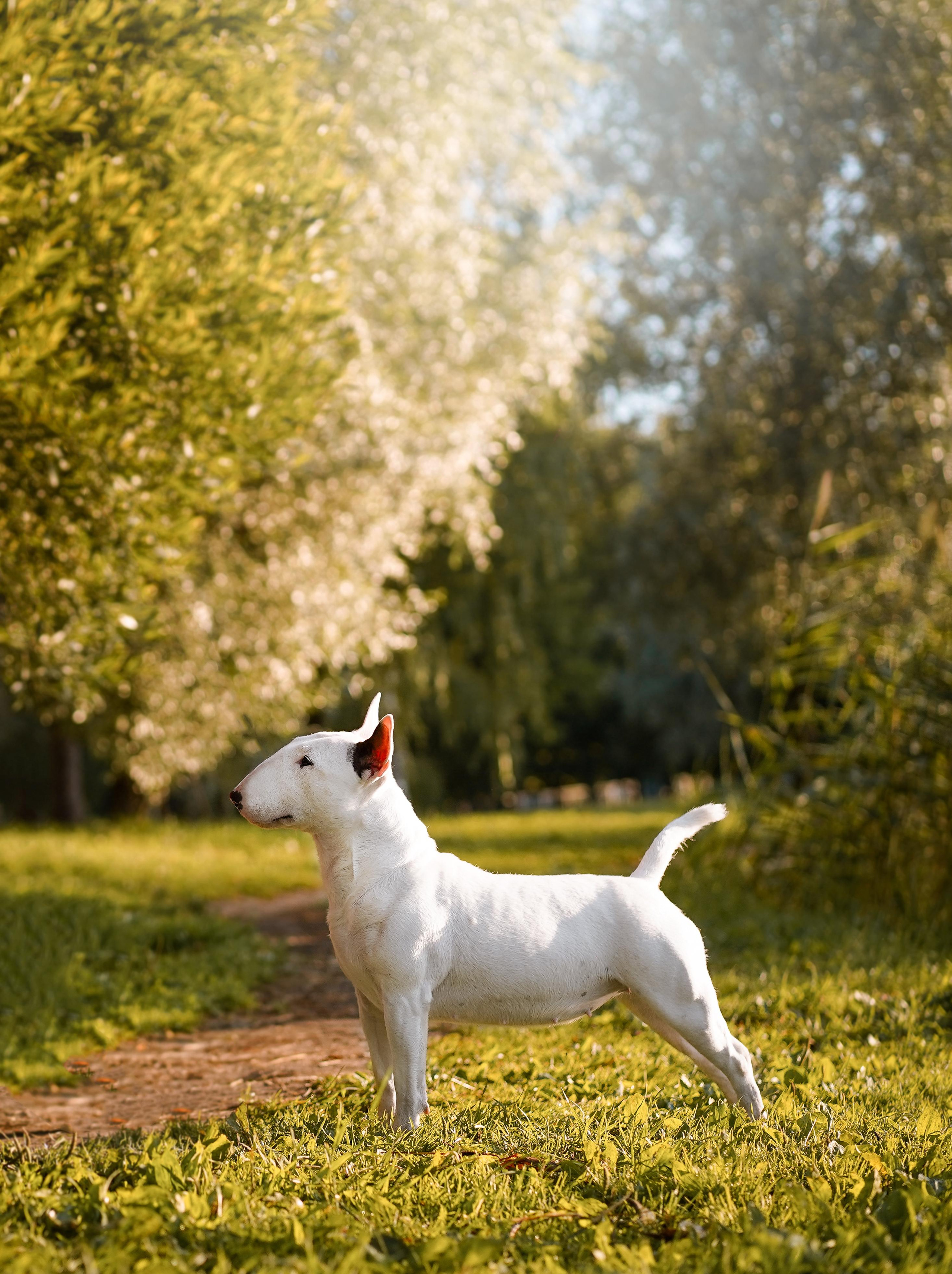 Таисия и Баля. Фотограф-анималист в Санкт-Петербурге Яна Мартынова