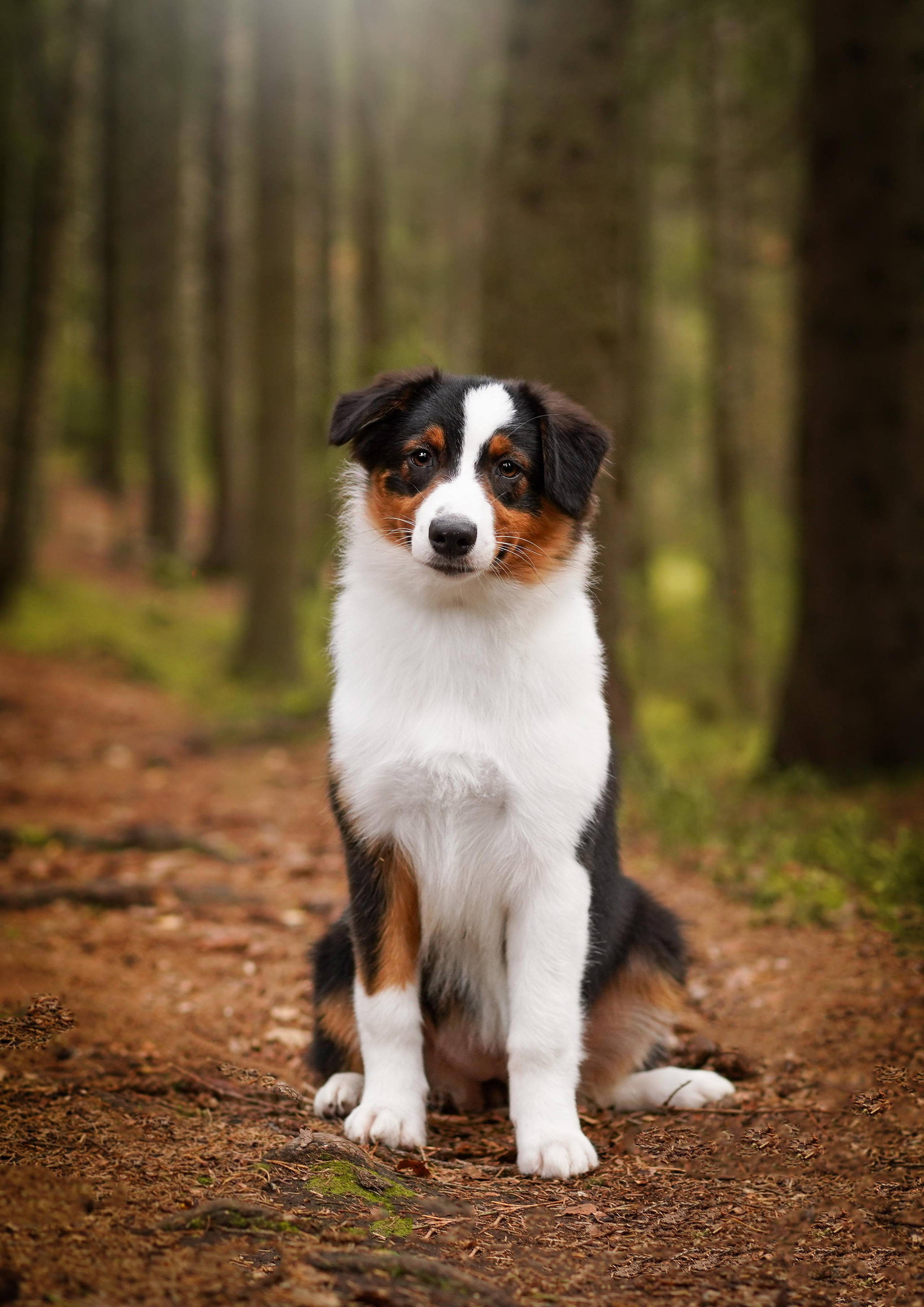 Кристина Рокки и Блэки. Фотограф-анималист в Санкт-Петербурге Яна Мартынова