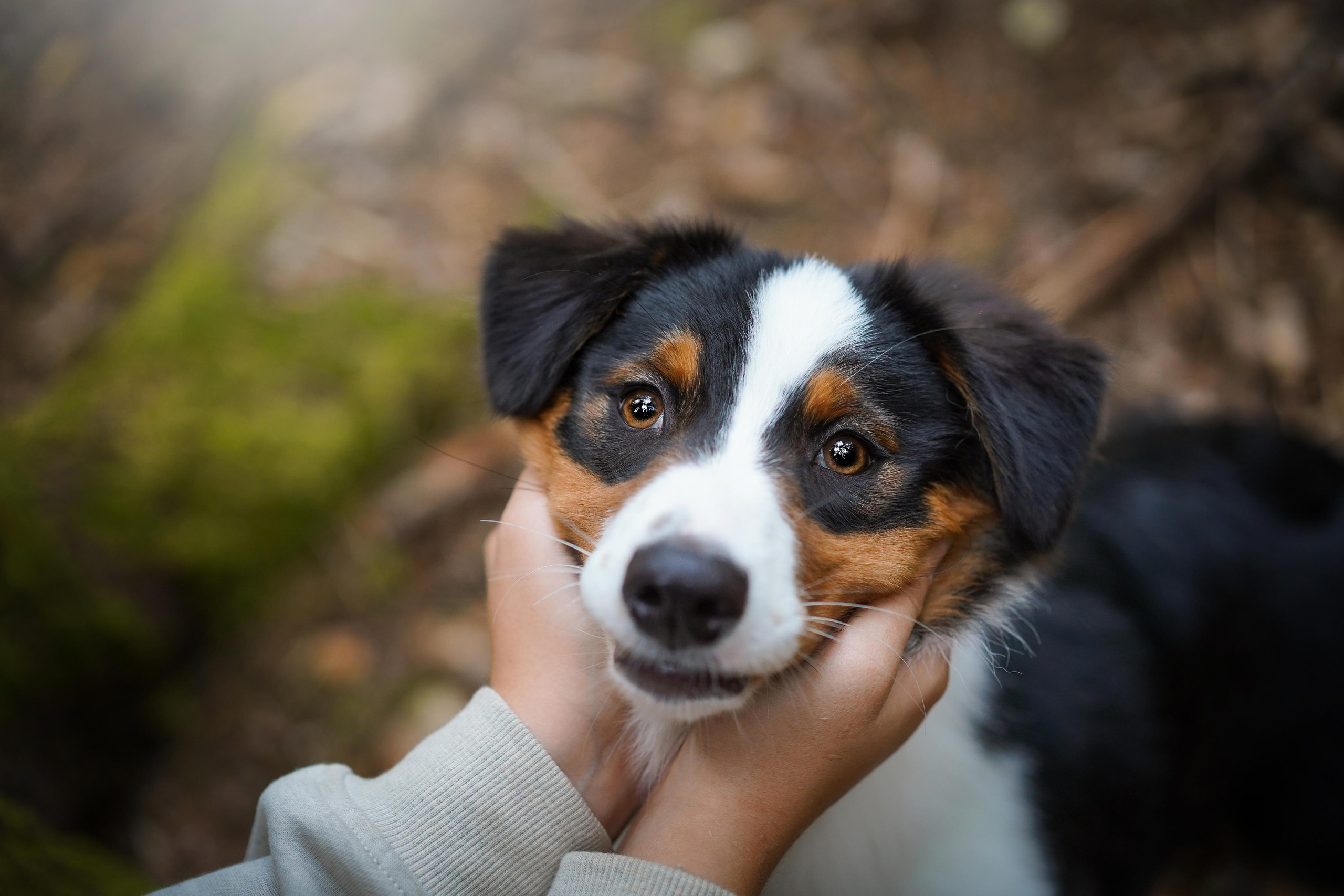 Кристина Рокки и Блэки. Фотограф-анималист в Санкт-Петербурге Яна Мартынова