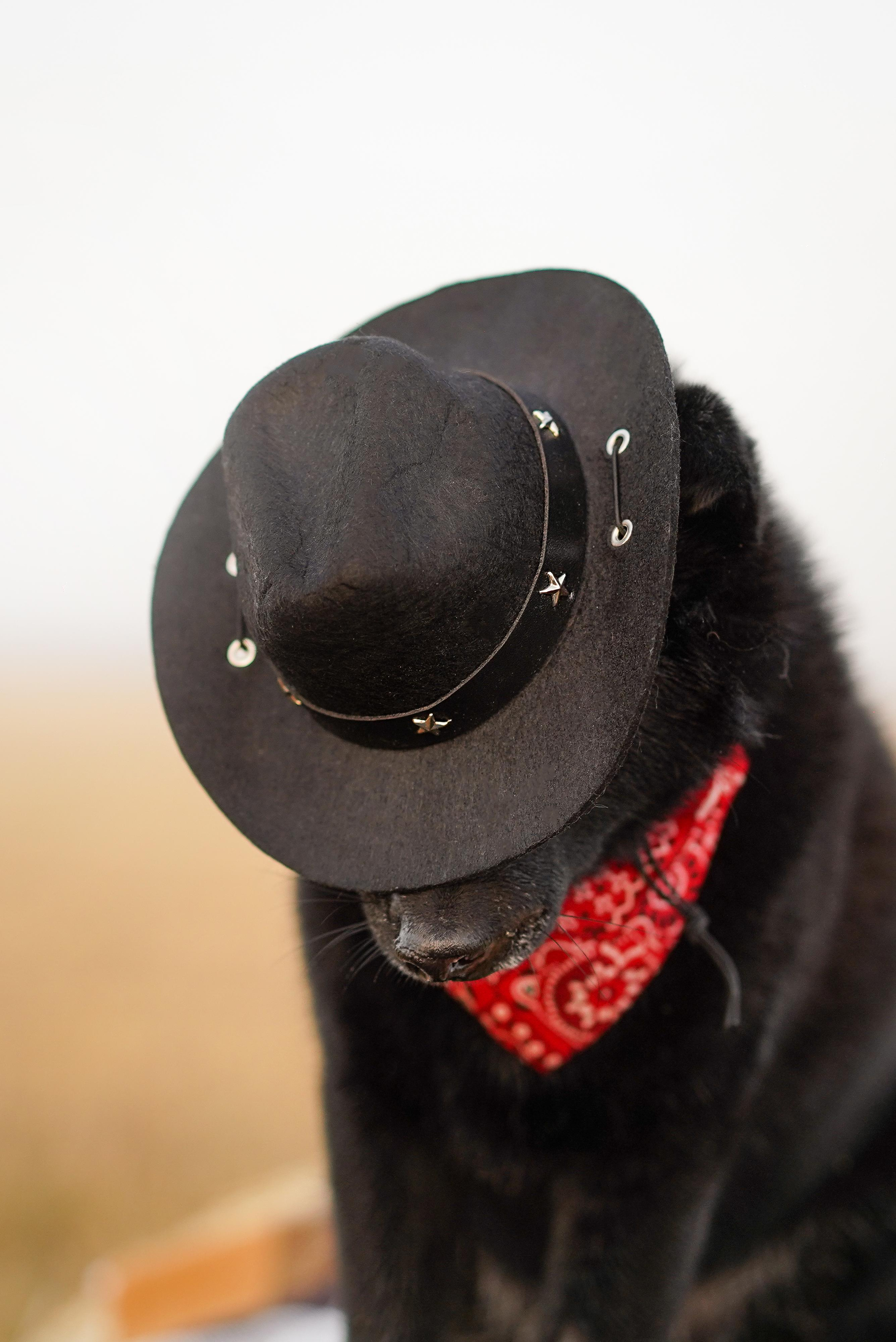 Аня и Арчи. Фотограф-анималист в Санкт-Петербурге Яна Мартынова