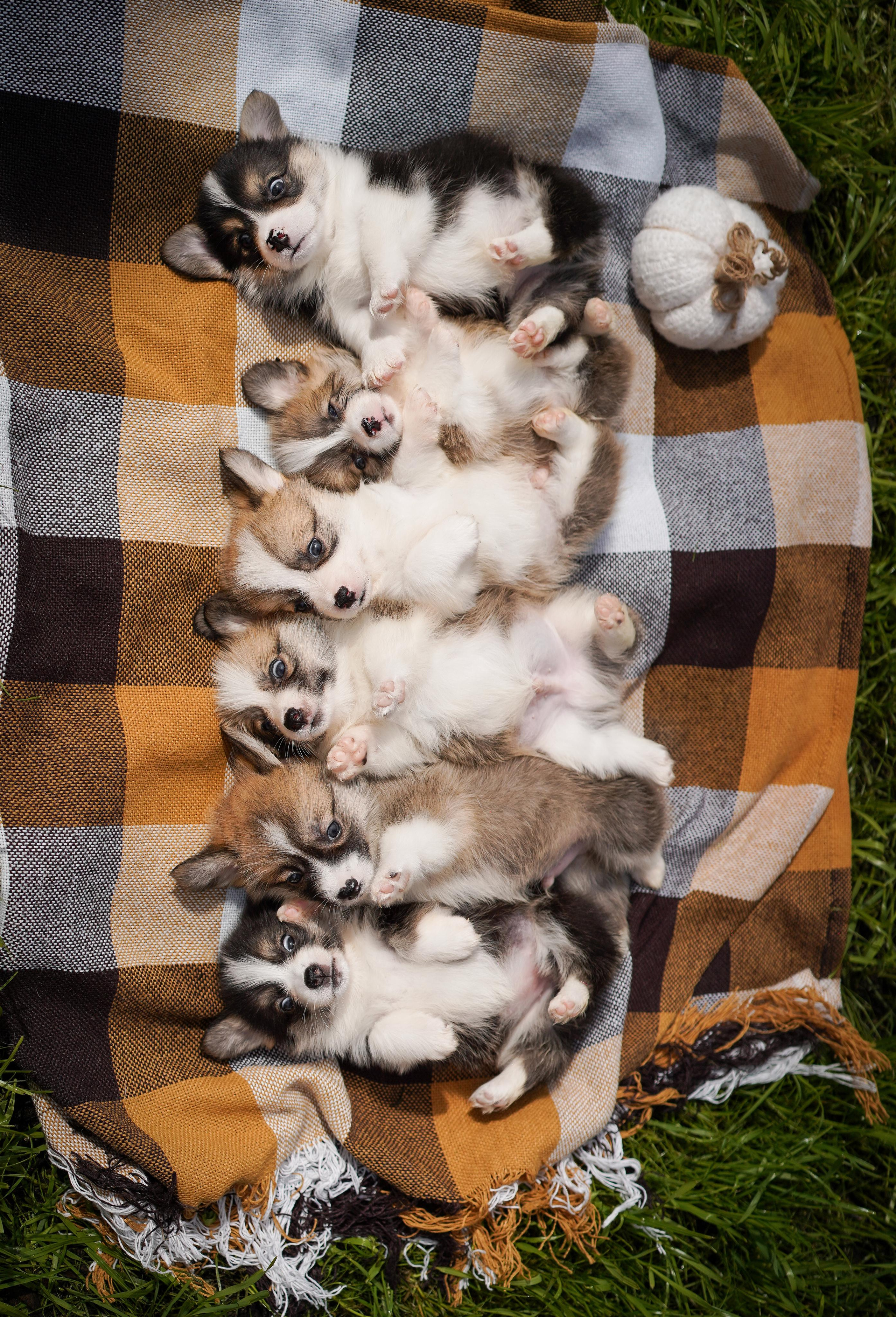 Щенки вельш-корги пемброк. Фотограф-анималист в Санкт-Петербурге Яна Мартынова