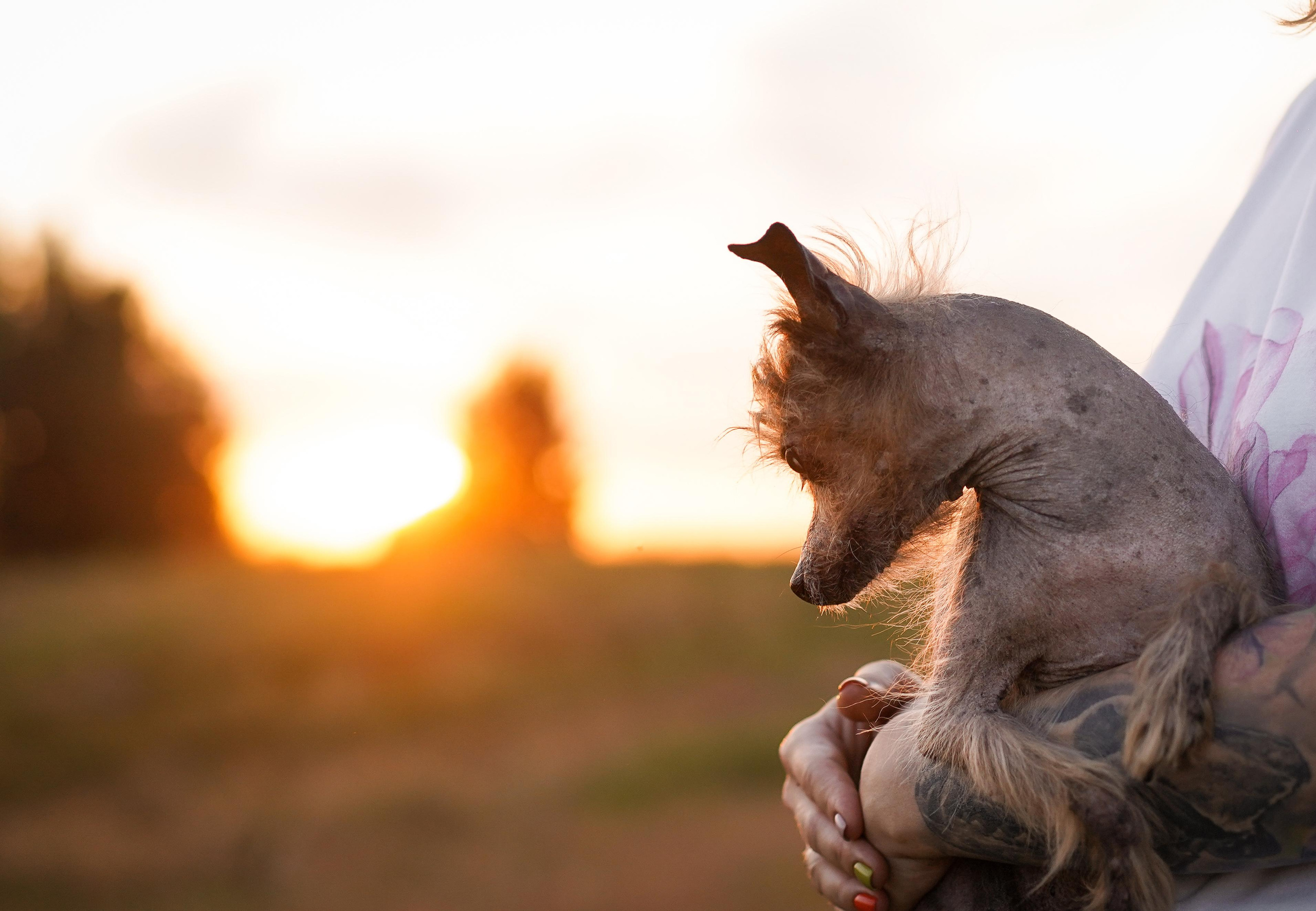 Оля Миша и песели. Фотограф-анималист в Санкт-Петербурге Яна Мартынова