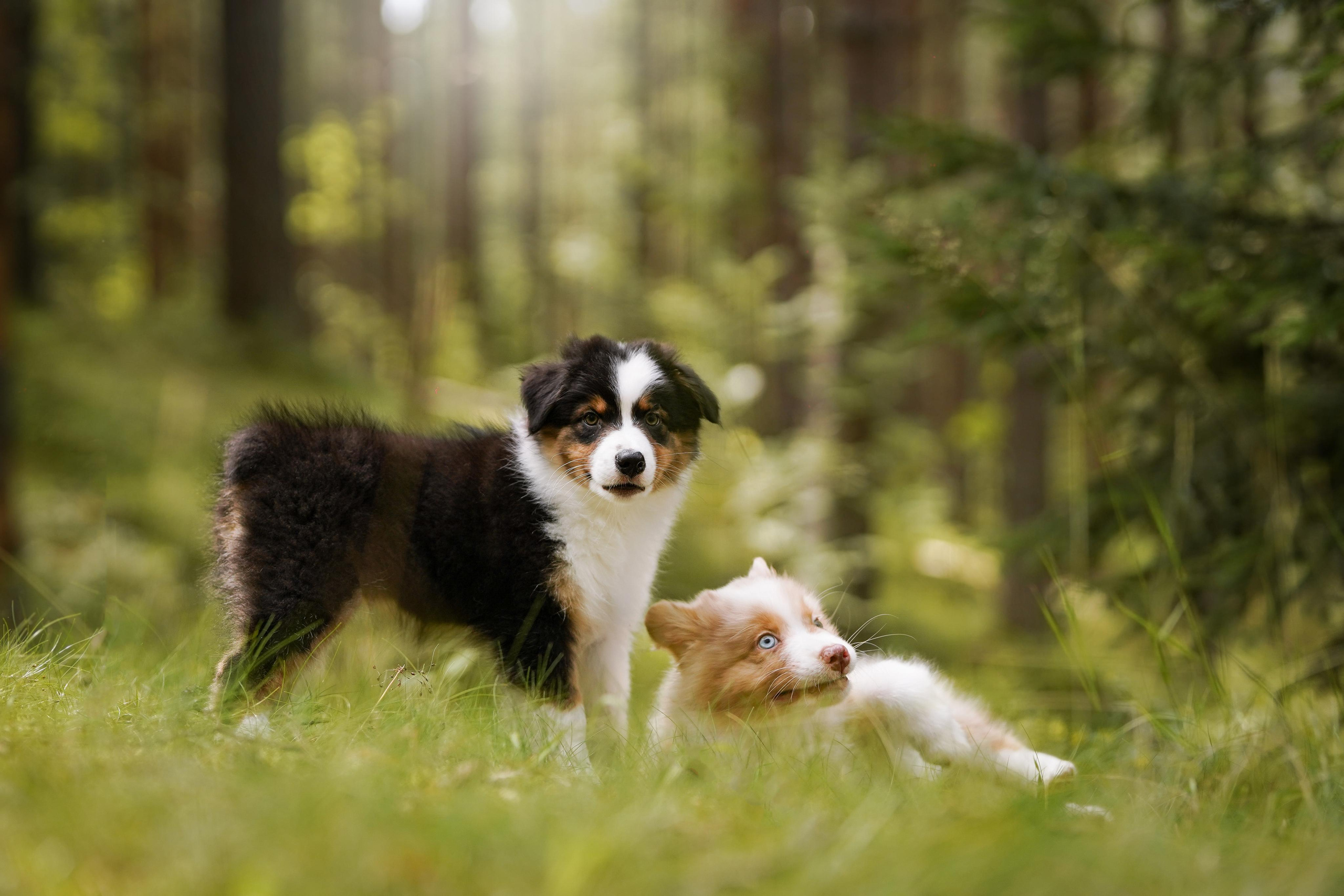 Щены аусси. Фотограф-анималист в Санкт-Петербурге Яна Мартынова