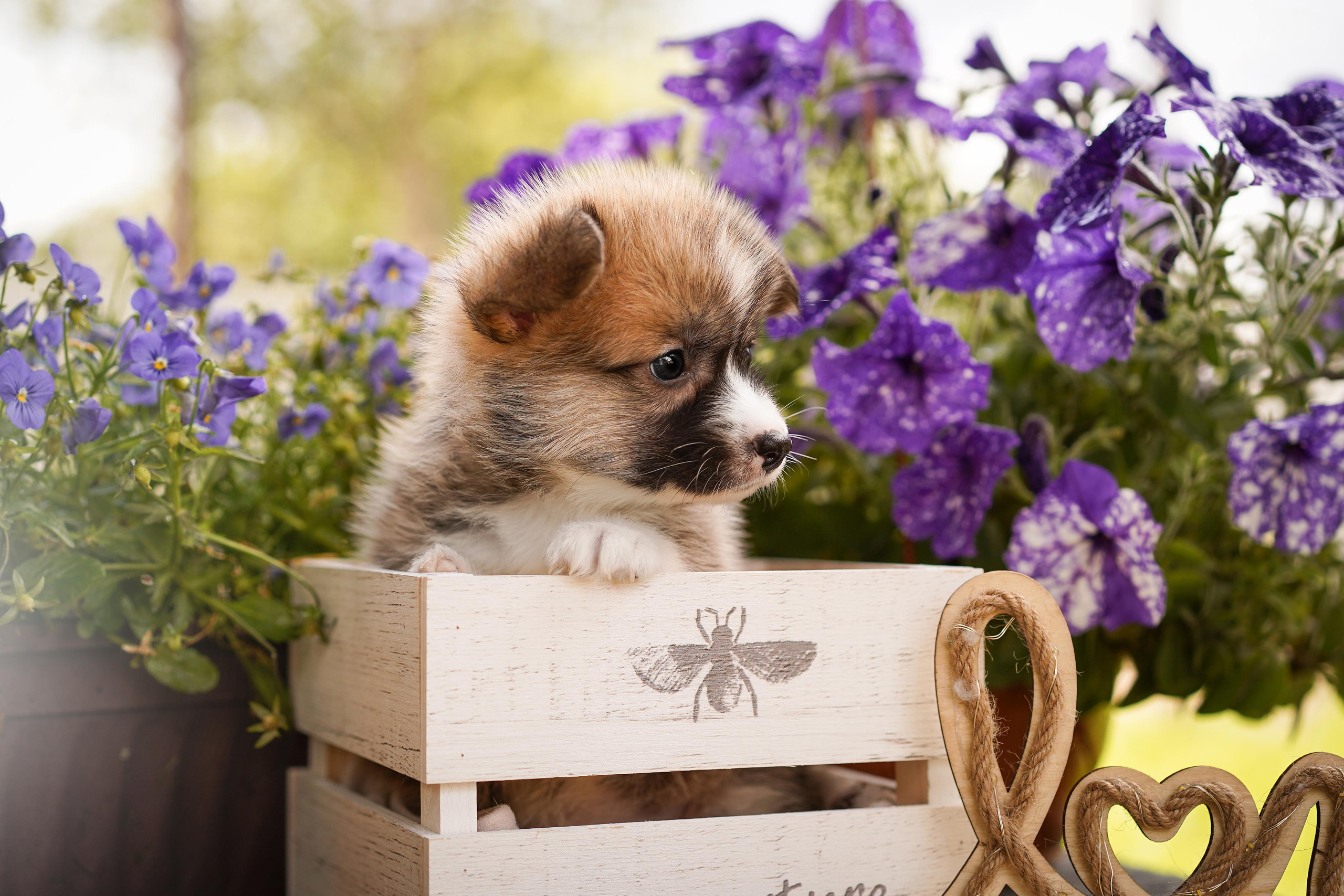 Щенки вельш-корги пемброк. Фотограф-анималист в Санкт-Петербурге Яна Мартынова