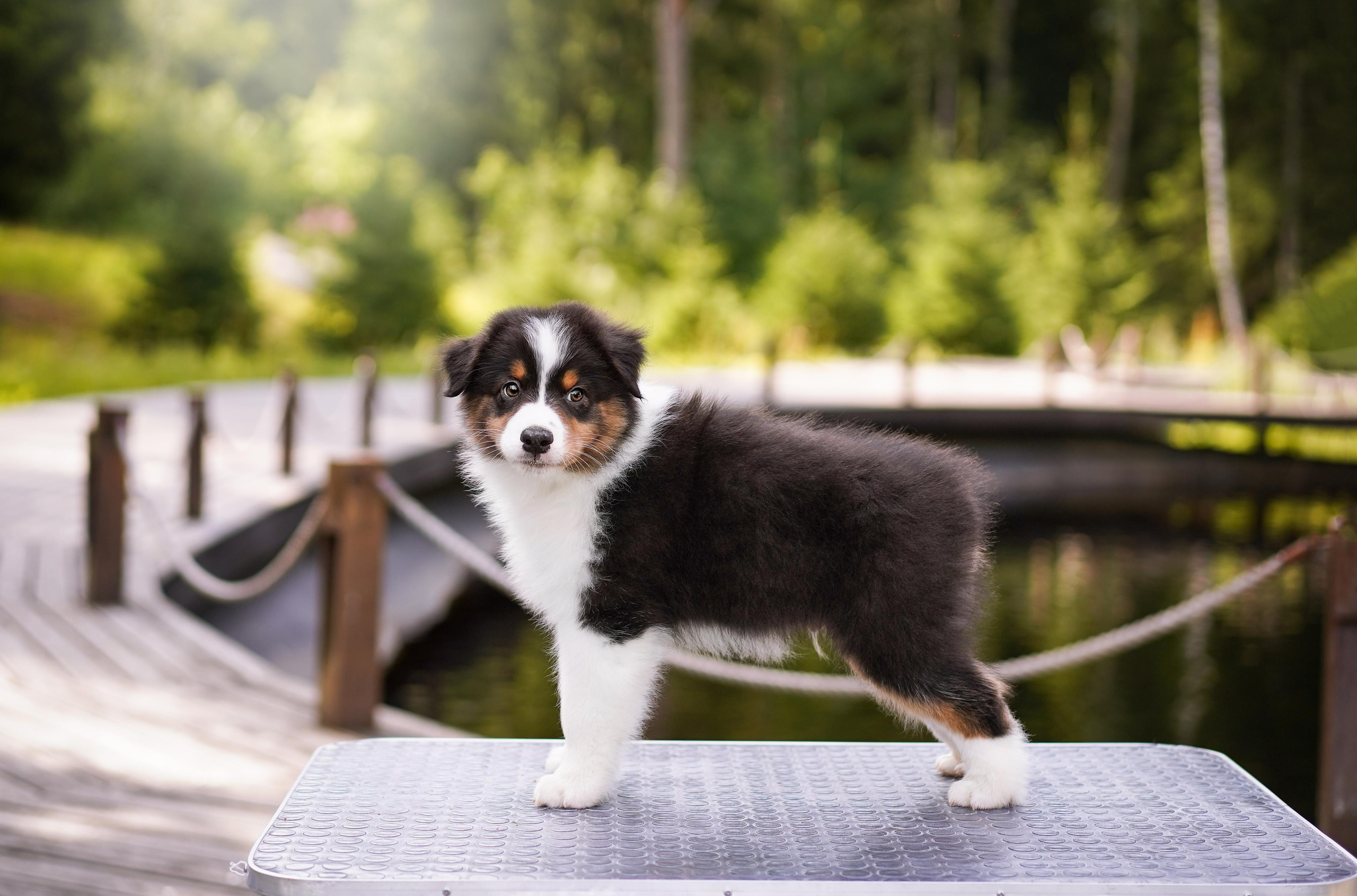 Щены аусси. Фотограф-анималист в Санкт-Петербурге Яна Мартынова