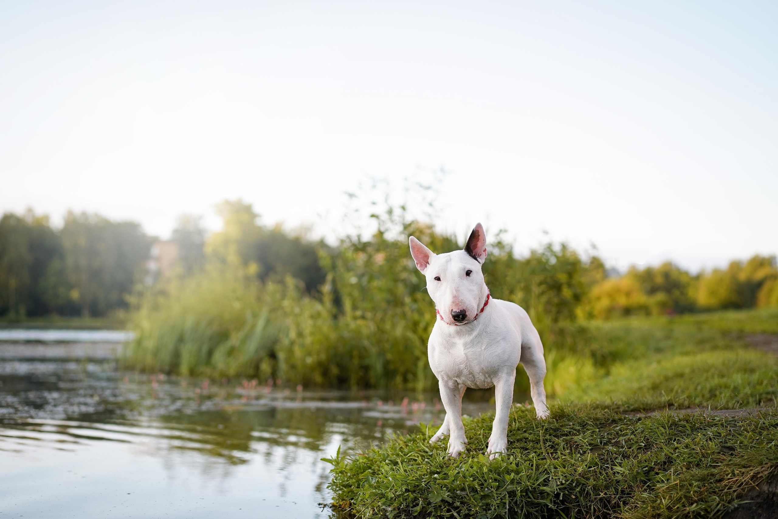 Таисия и Баля. Фотограф-анималист в Санкт-Петербурге Яна Мартынова