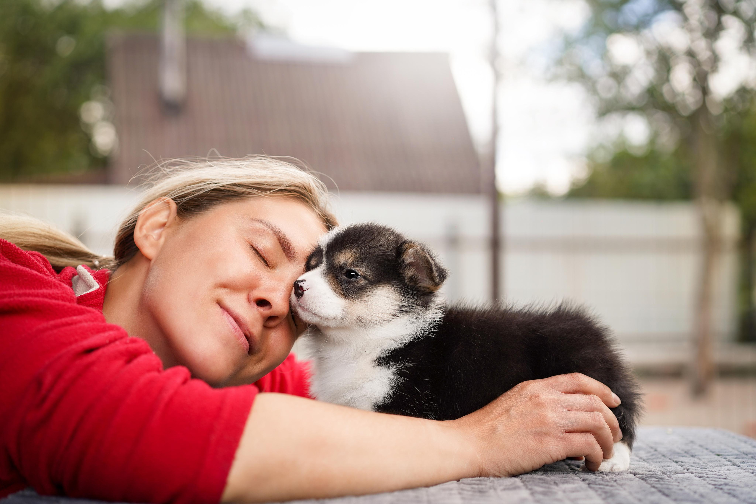 Щенки вельш-корги пемброк. Фотограф-анималист в Санкт-Петербурге Яна Мартынова