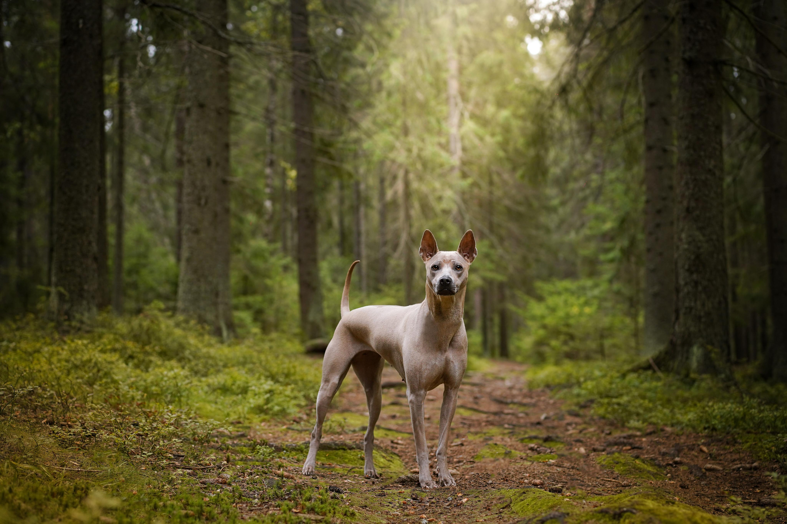 Юля Дима Грей и Тоффи. Фотограф-анималист в Санкт-Петербурге Яна Мартынова