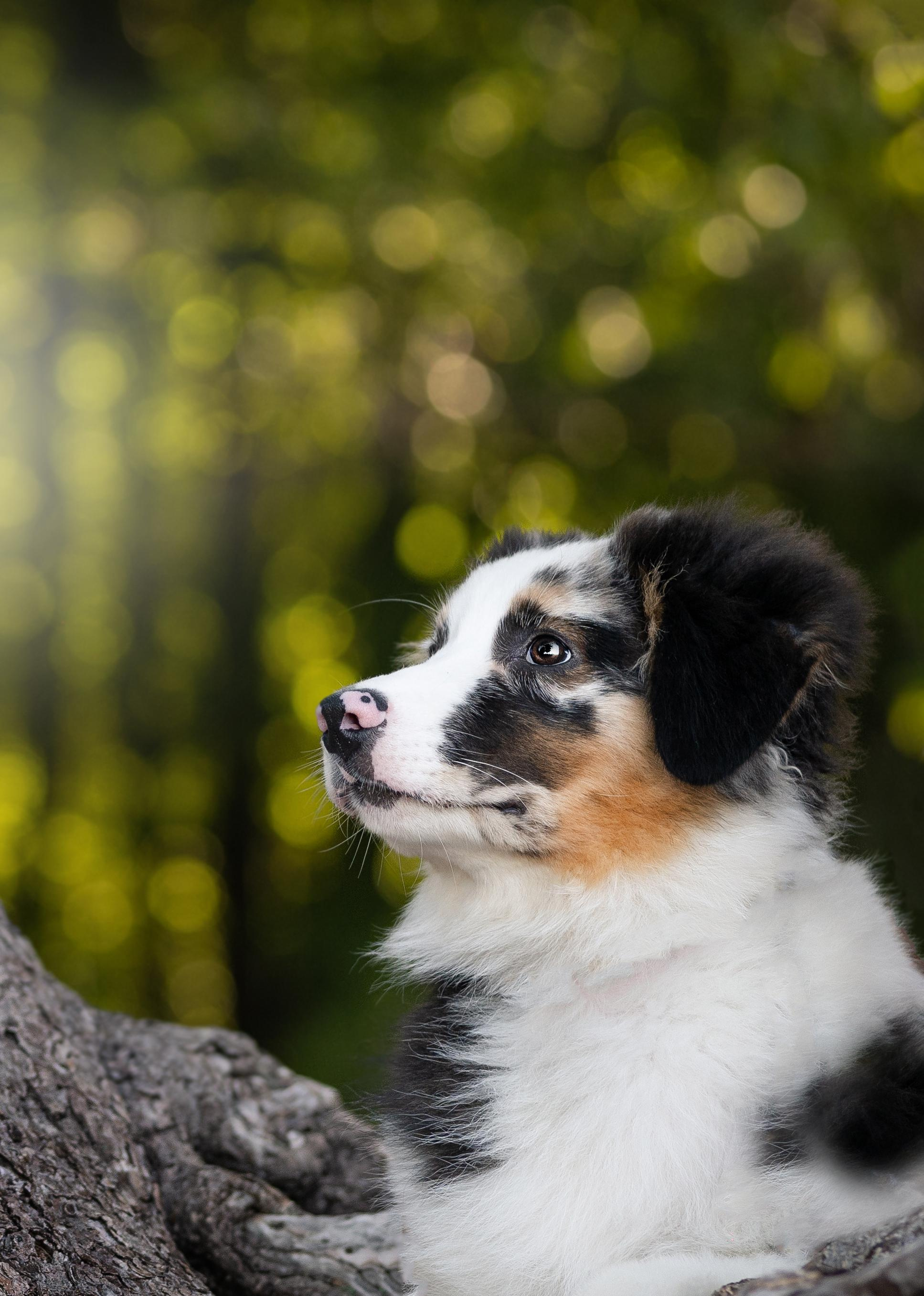 Экстерьерная съемка 2023. Фотограф-анималист в Санкт-Петербурге Яна Мартынова