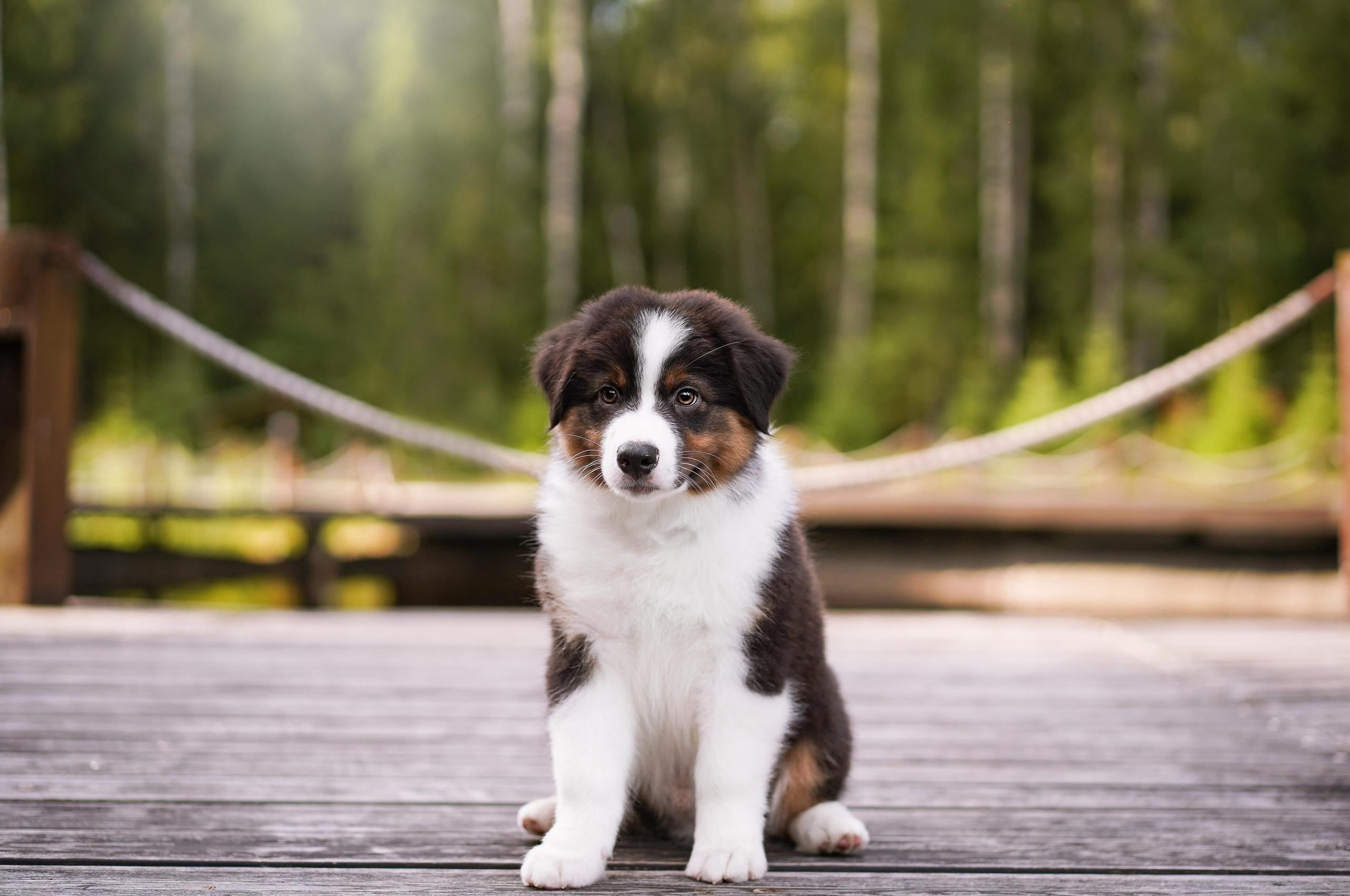 Щены аусси. Фотограф-анималист в Санкт-Петербурге Яна Мартынова