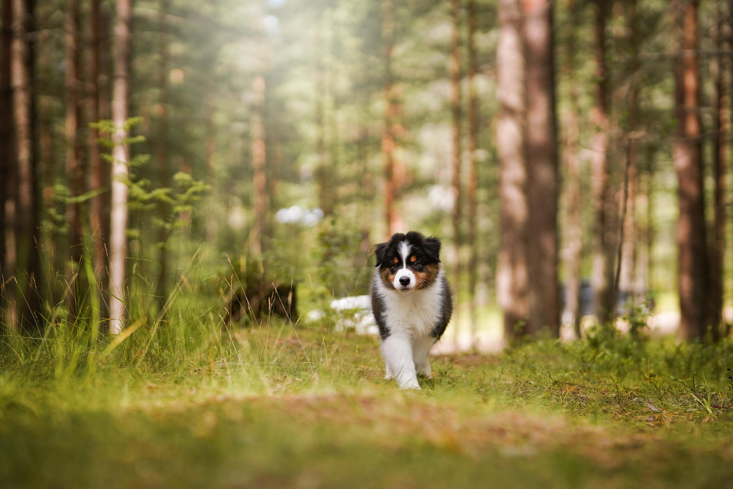 Щены аусси. Фотограф-анималист в Санкт-Петербурге Яна Мартынова