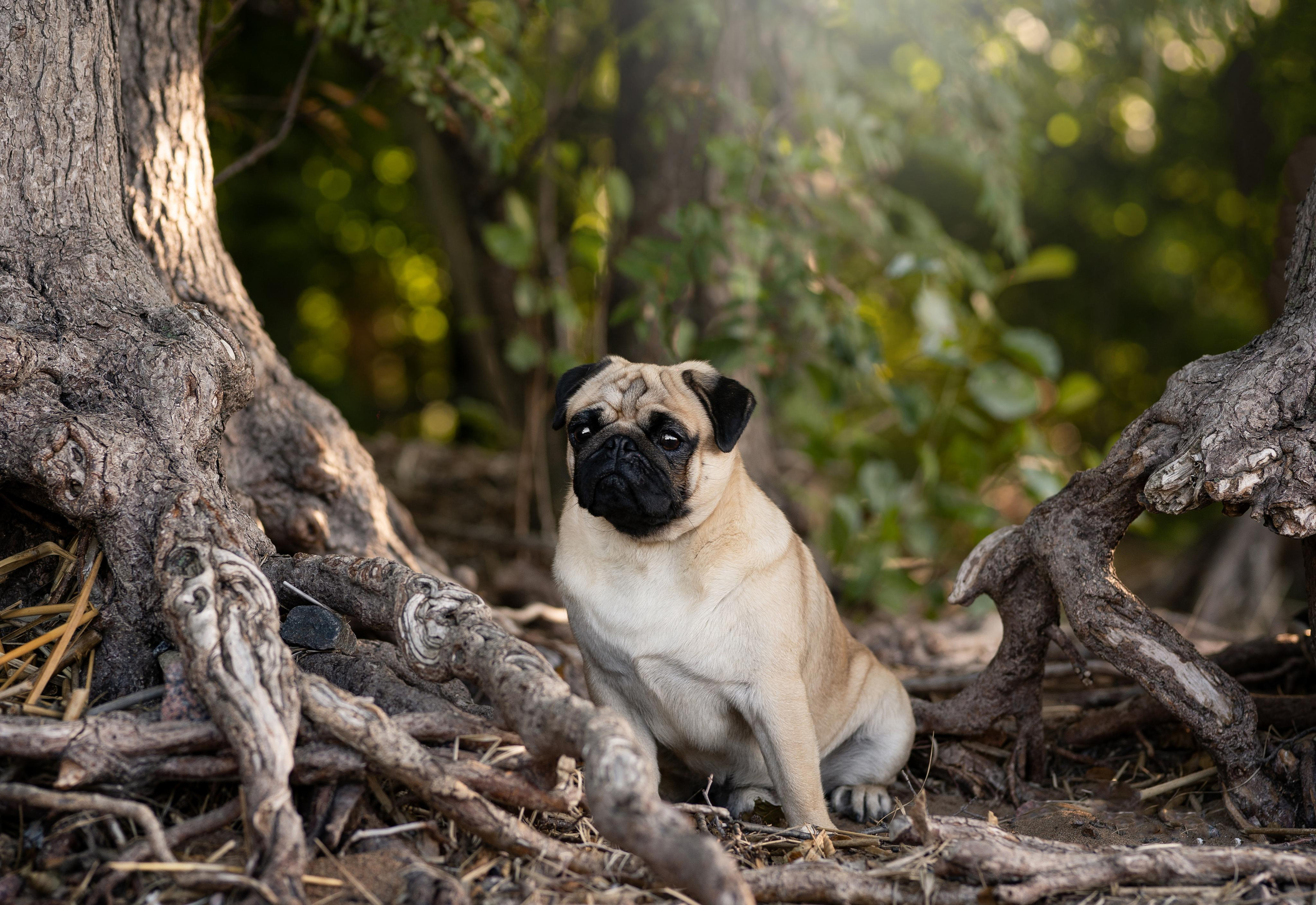 Экстерьерная съемка 2023. Фотограф-анималист в Санкт-Петербурге Яна Мартынова