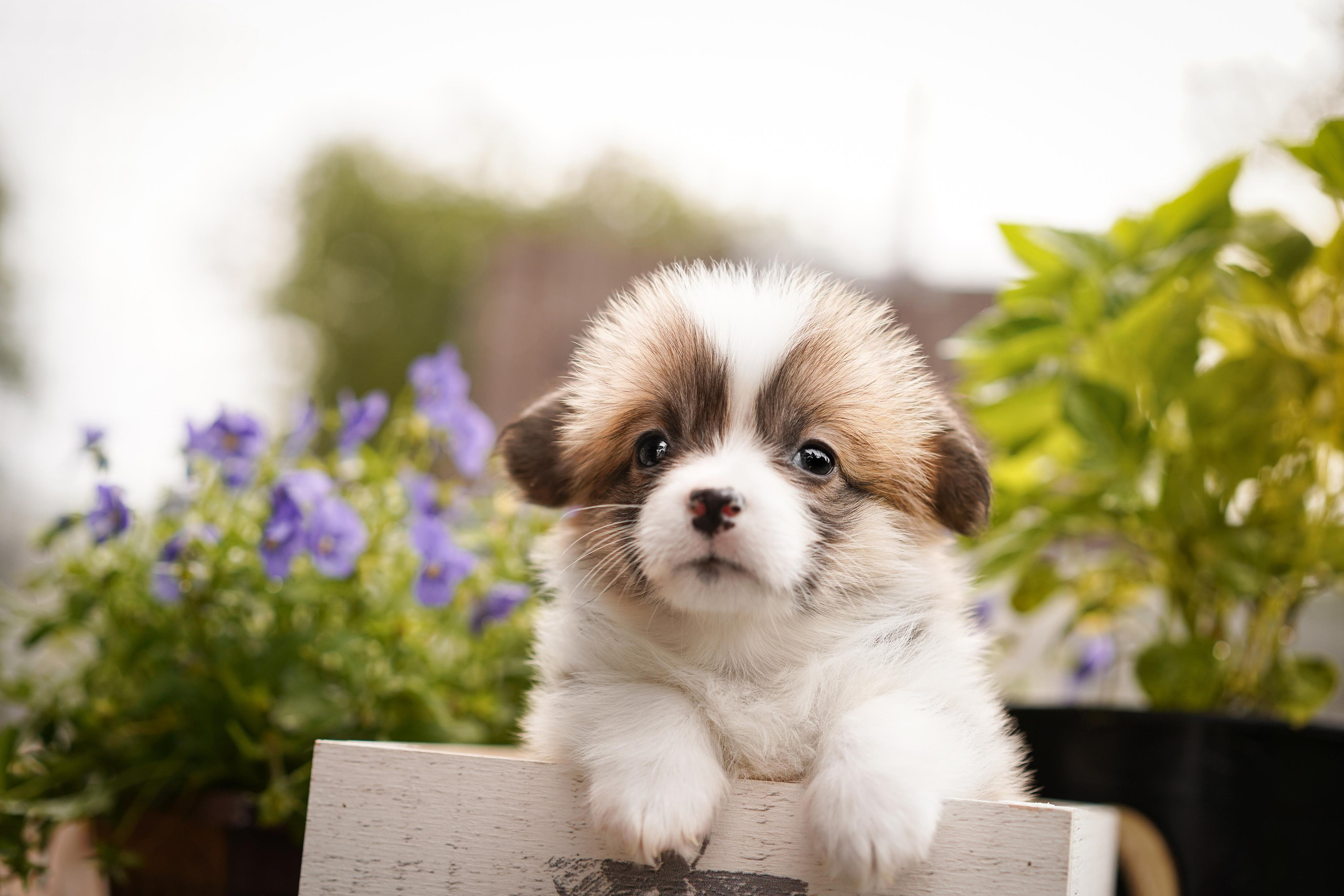 Щенки вельш-корги пемброк. Фотограф-анималист в Санкт-Петербурге Яна Мартынова