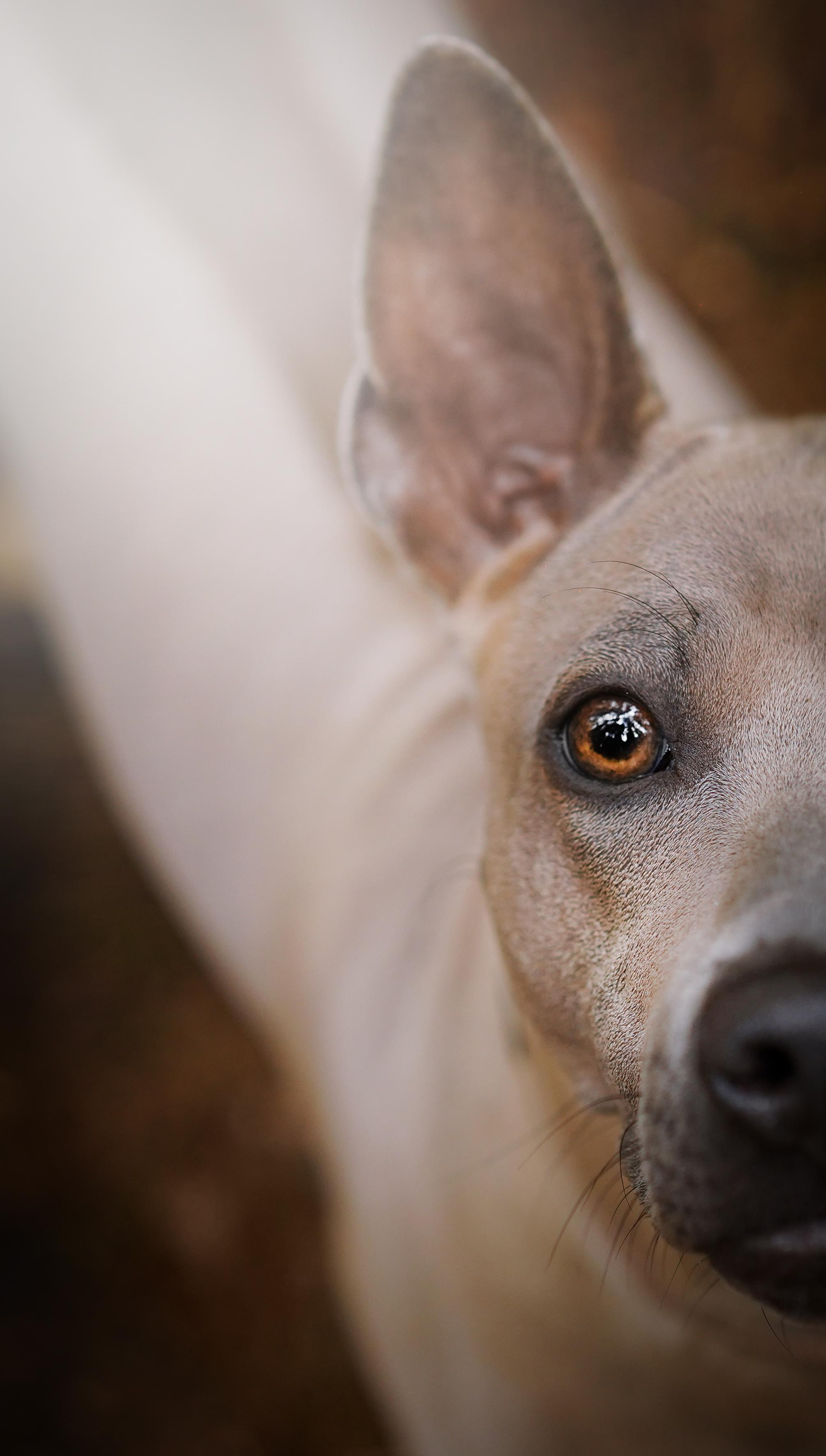Юля Дима Грей и Тоффи. Фотограф-анималист в Санкт-Петербурге Яна Мартынова