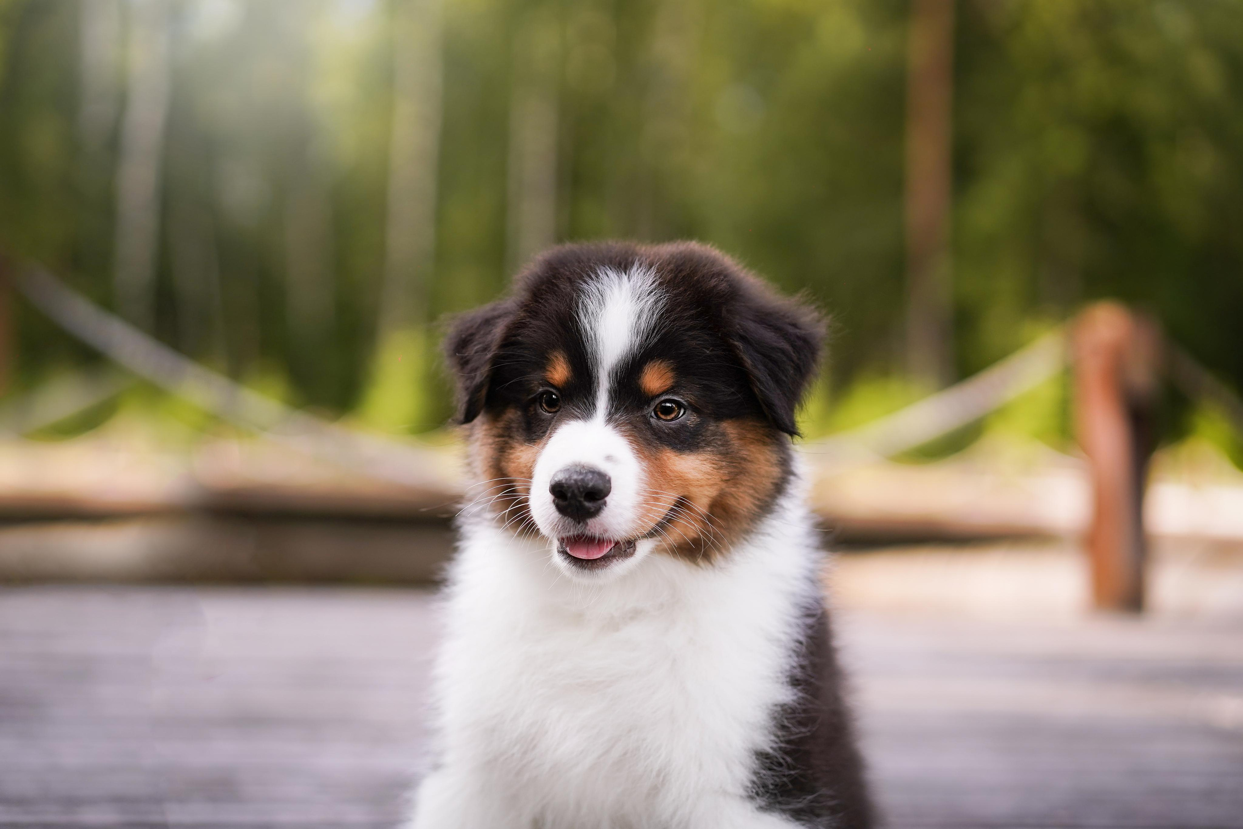 Щены аусси. Фотограф-анималист в Санкт-Петербурге Яна Мартынова