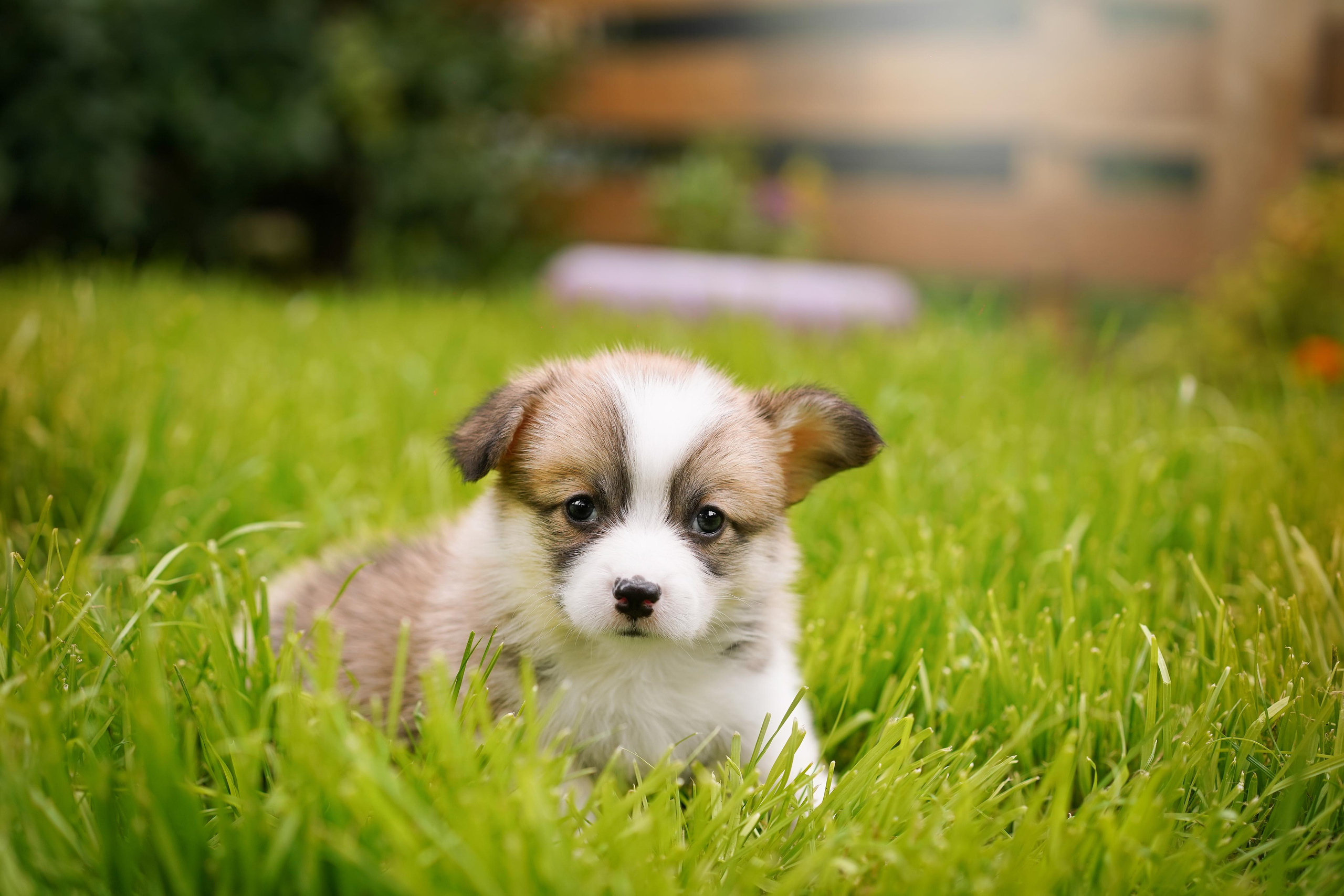 Щенки вельш-корги пемброк. Фотограф-анималист в Санкт-Петербурге Яна Мартынова