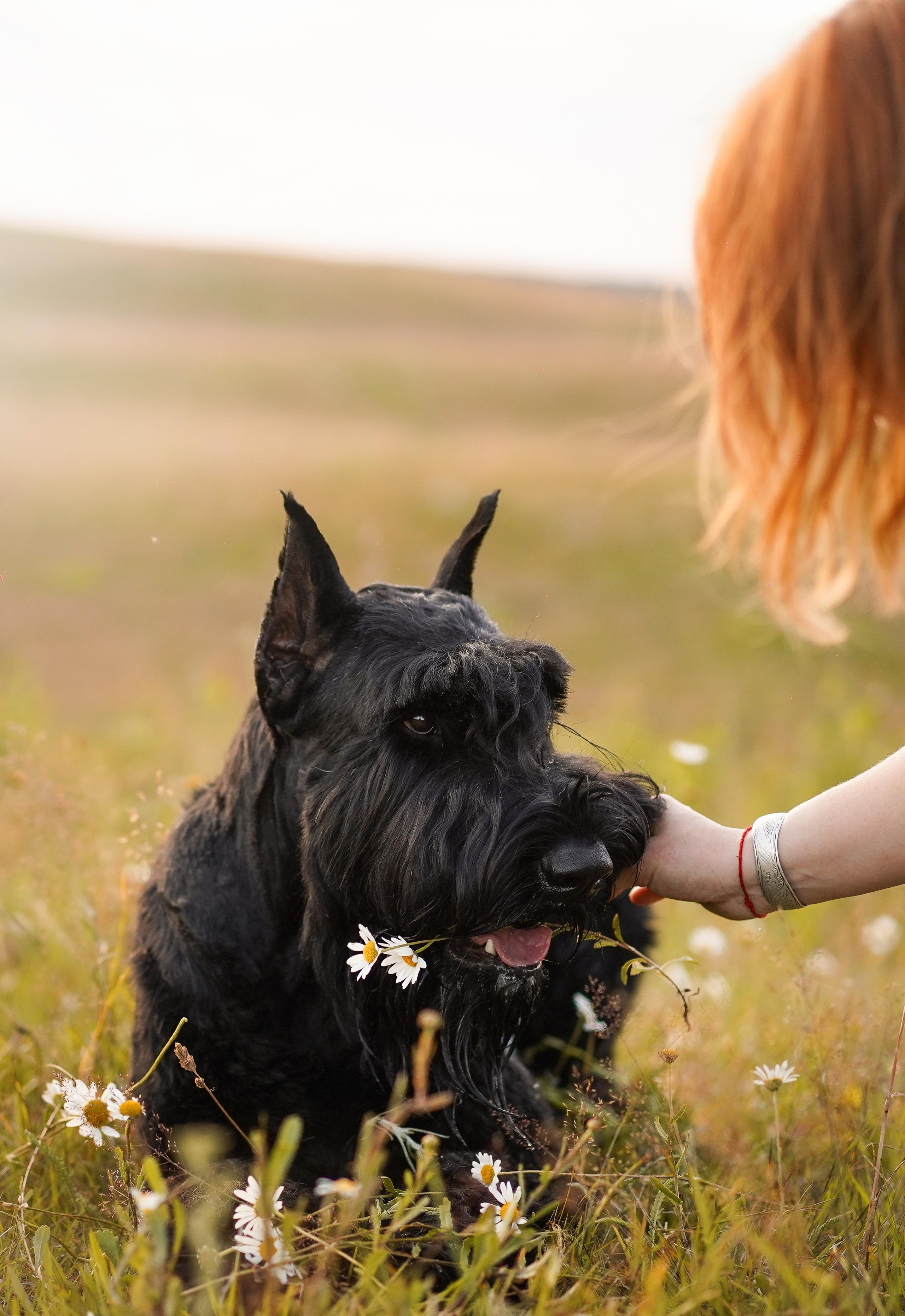 Оля Миша и песели. Фотограф-анималист в Санкт-Петербурге Яна Мартынова