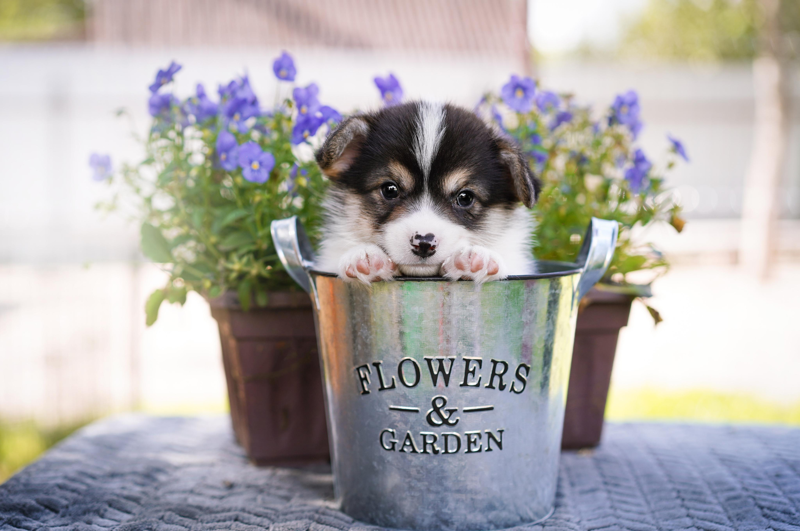 Щенки вельш-корги пемброк. Фотограф-анималист в Санкт-Петербурге Яна Мартынова